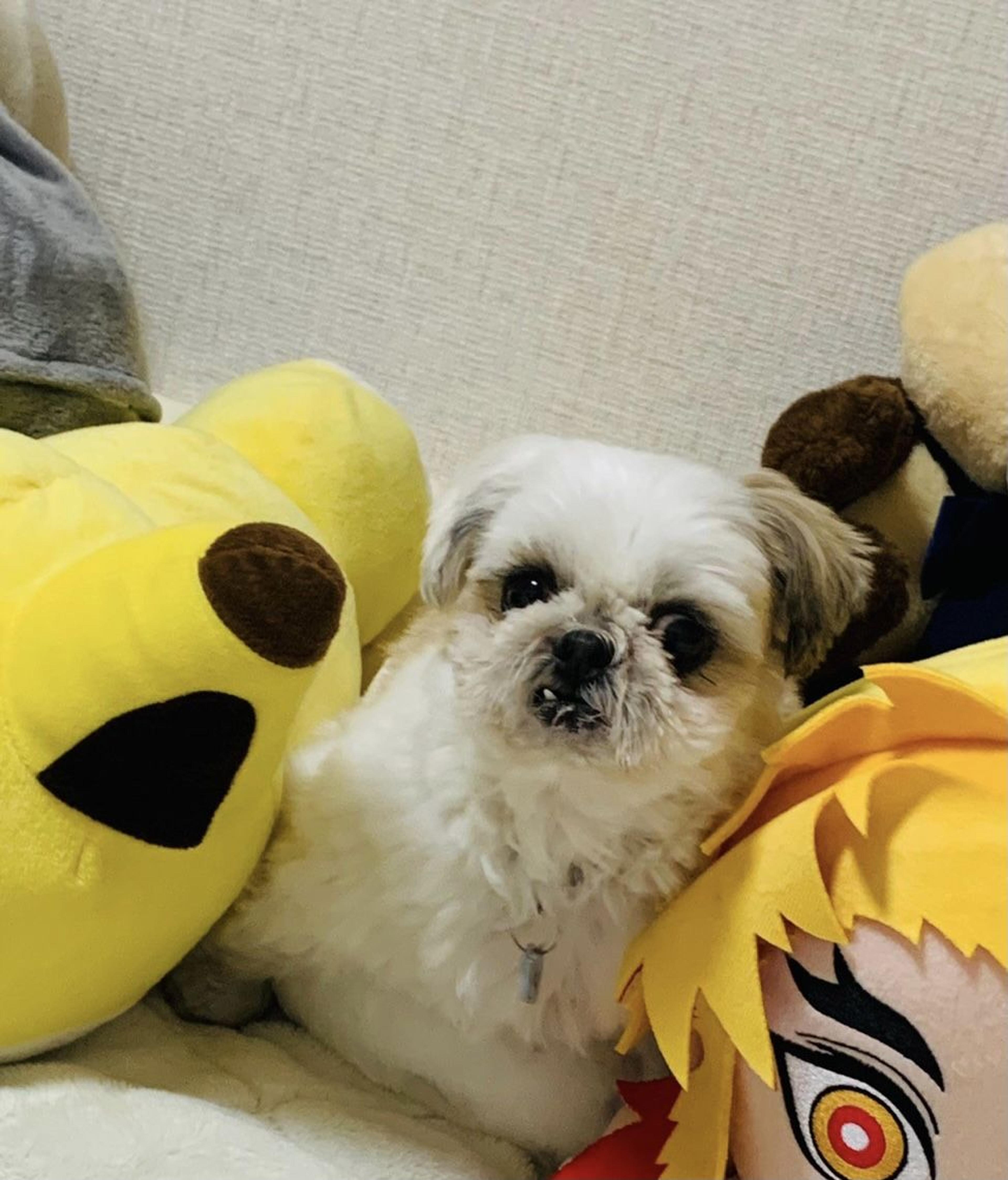 pet-image-10