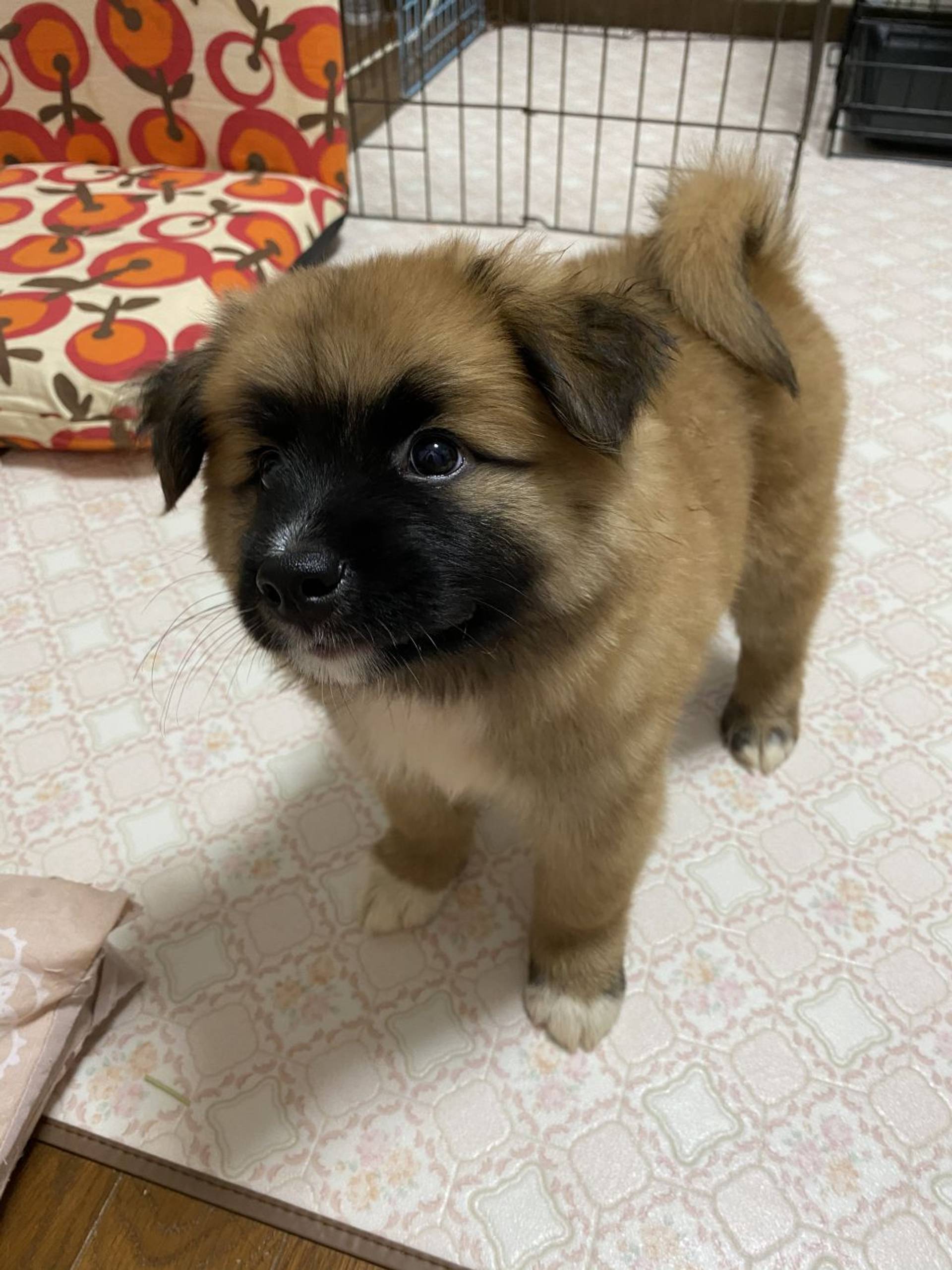 雑種（ミックス犬）・オスの里親募集の写真