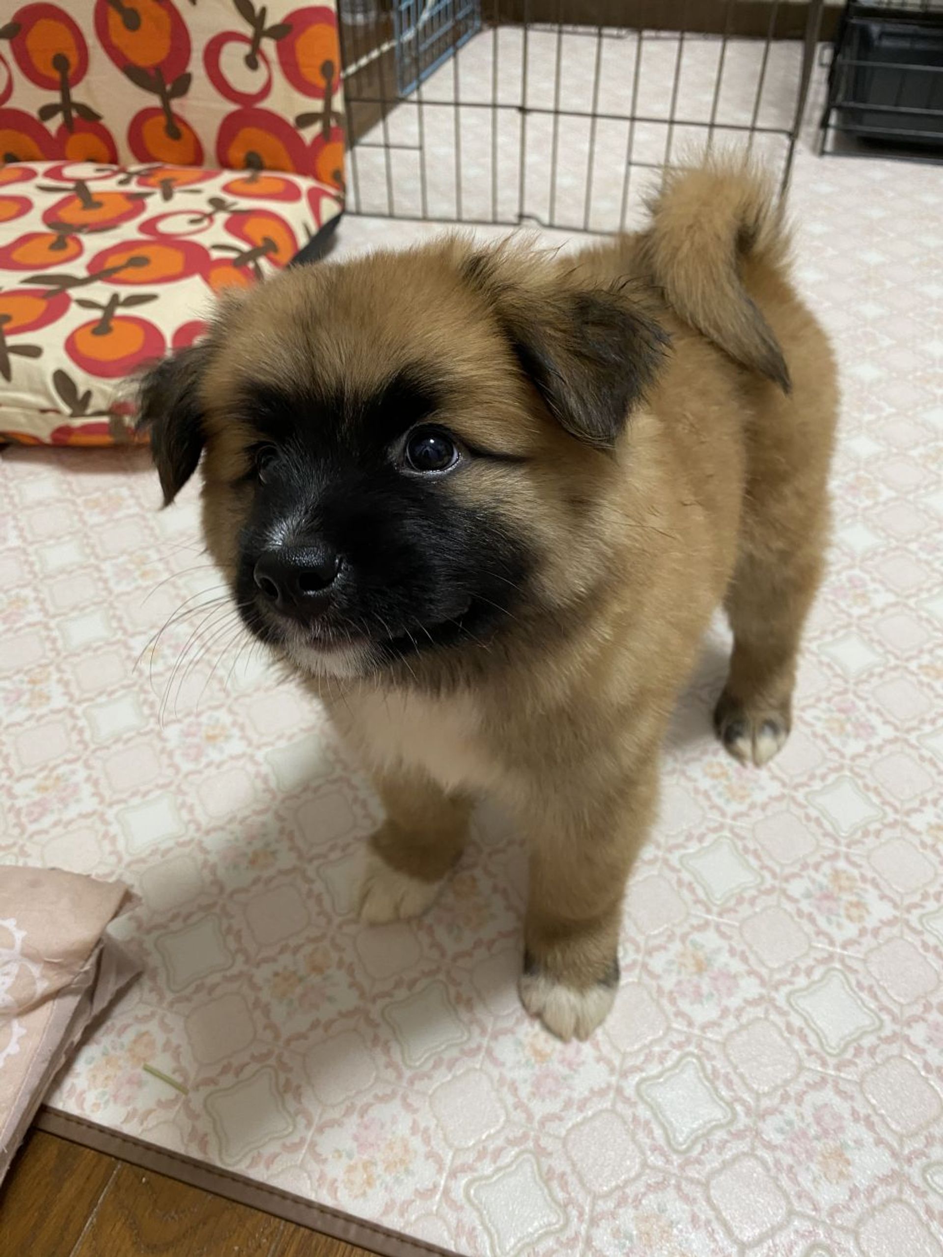 雑種（ミックス犬）・オスの里親募集の写真