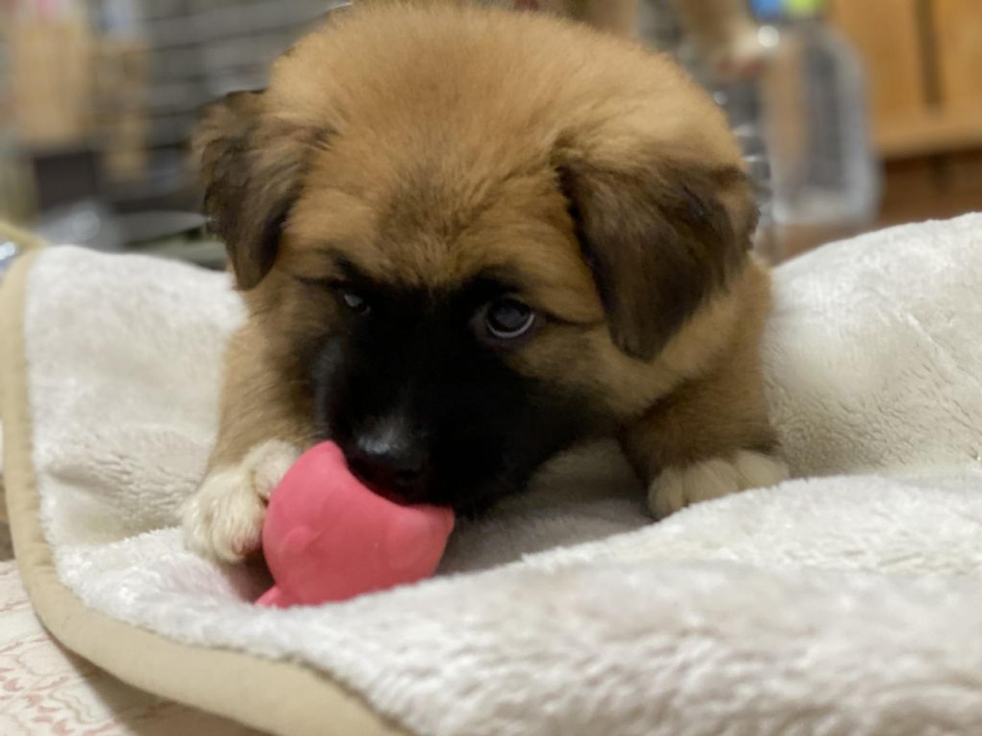 pet-image-2