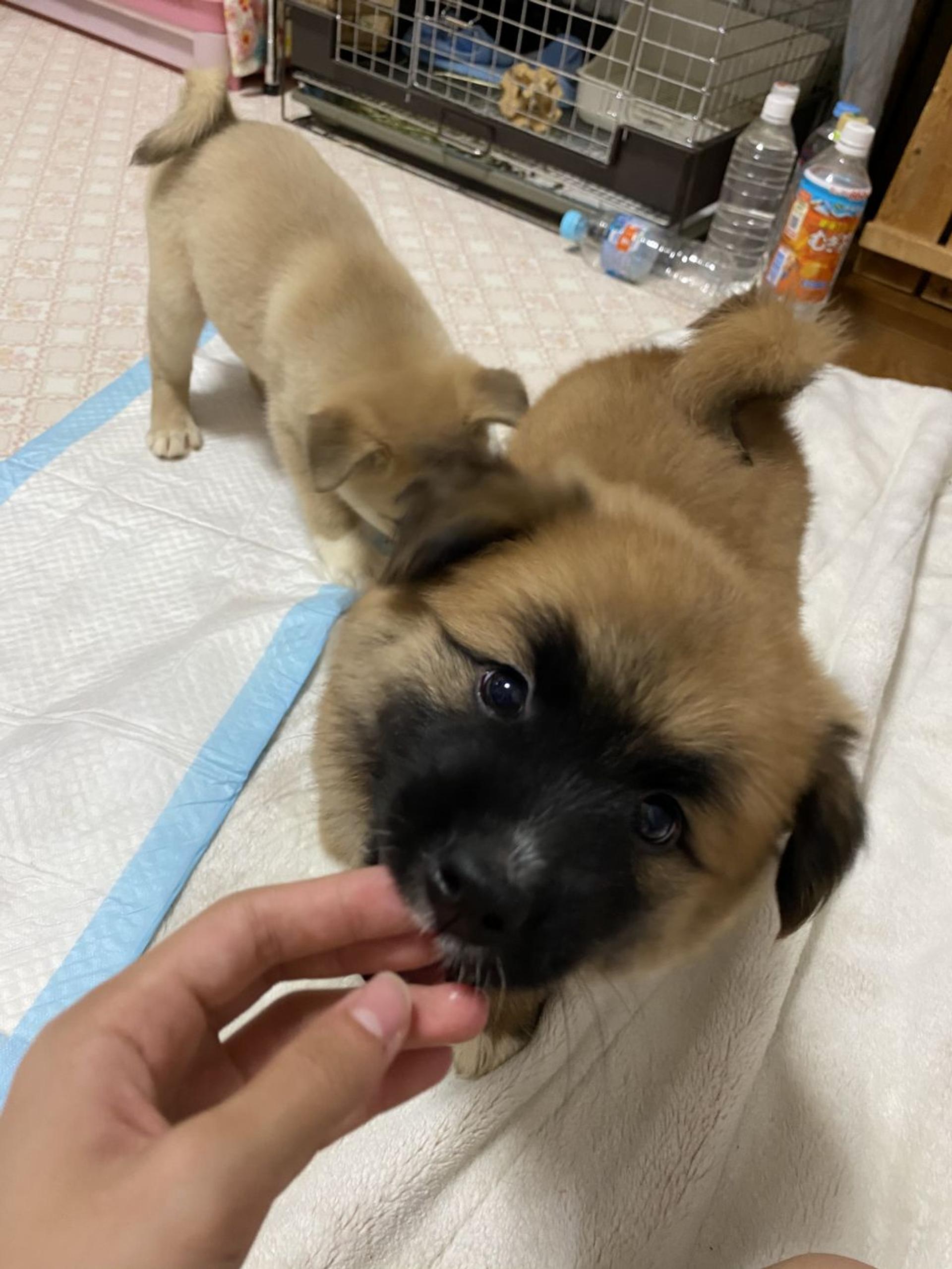 pet-image-3