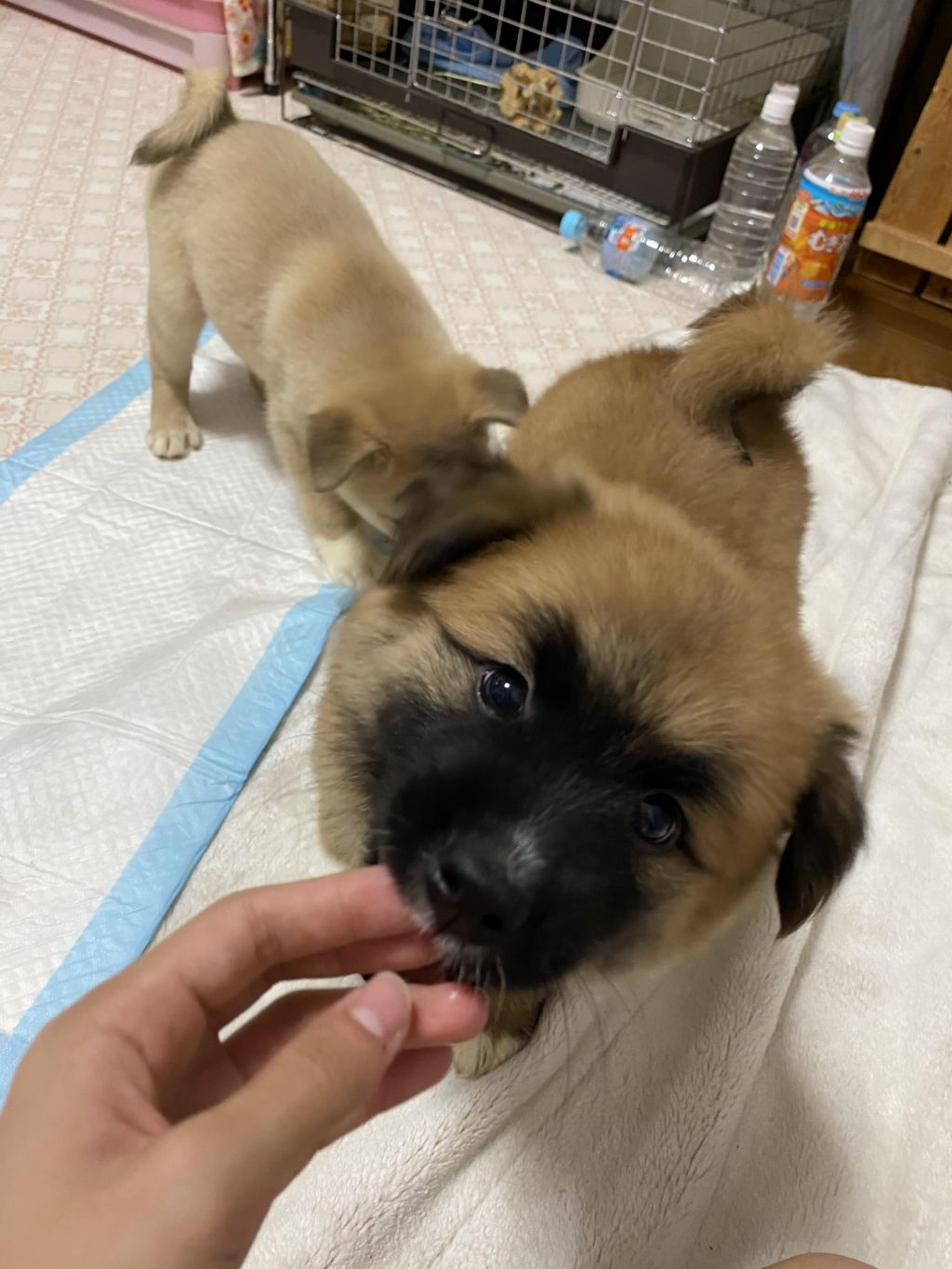 pet-image-3