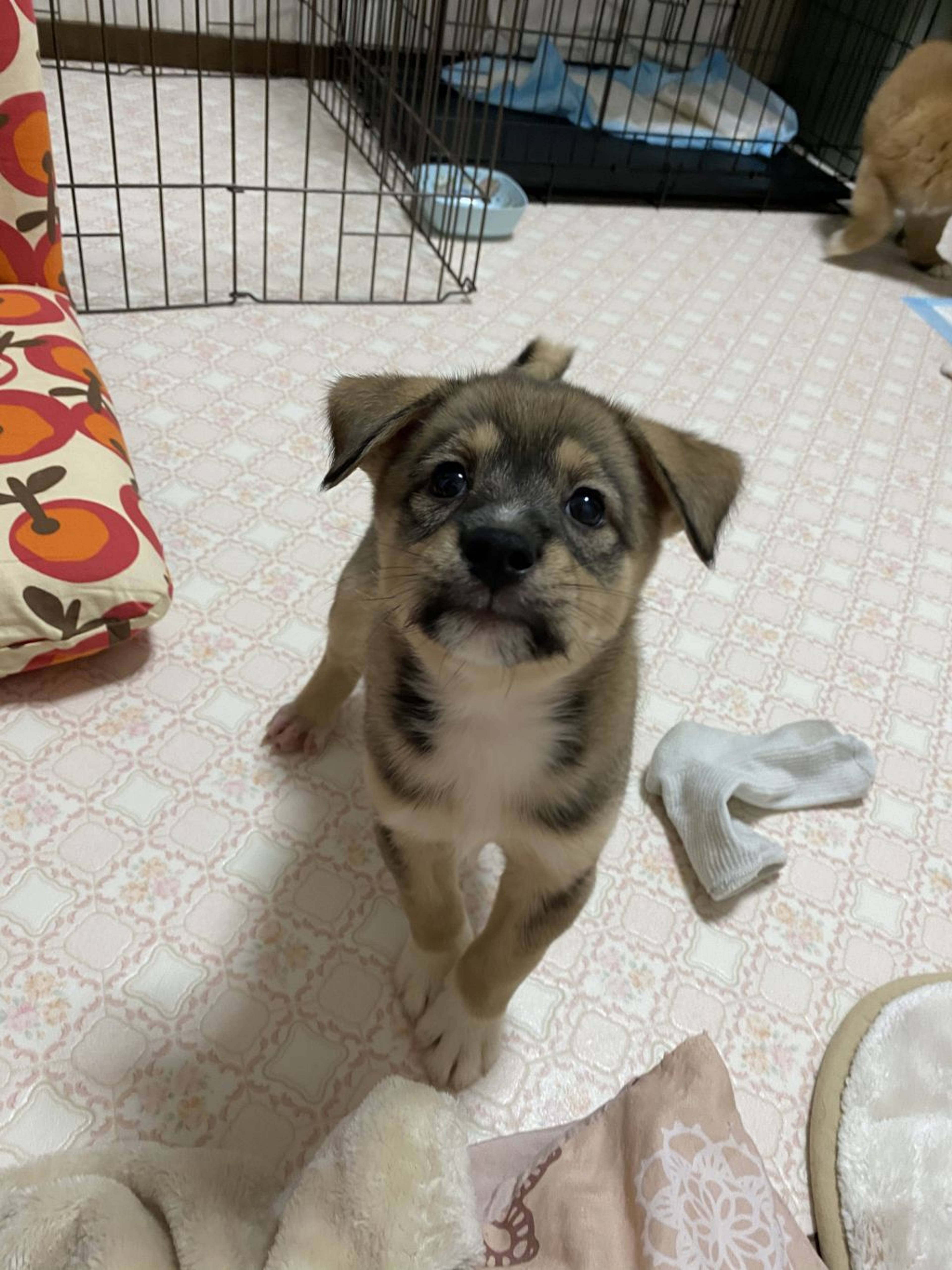 雑種（ミックス犬）・オスの里親募集の写真
