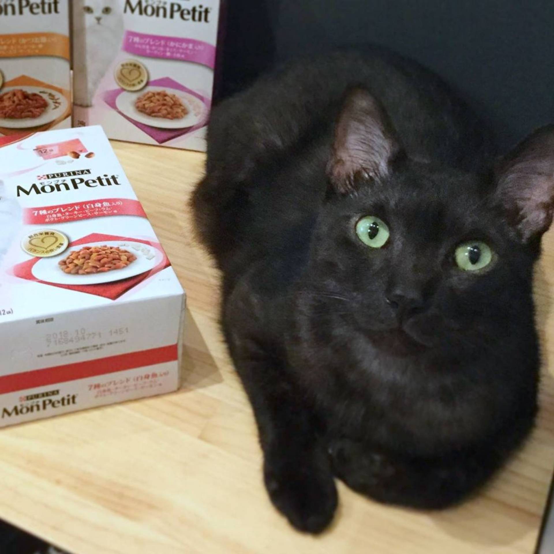 雑種（ミックス猫）・オスの里親募集の写真
