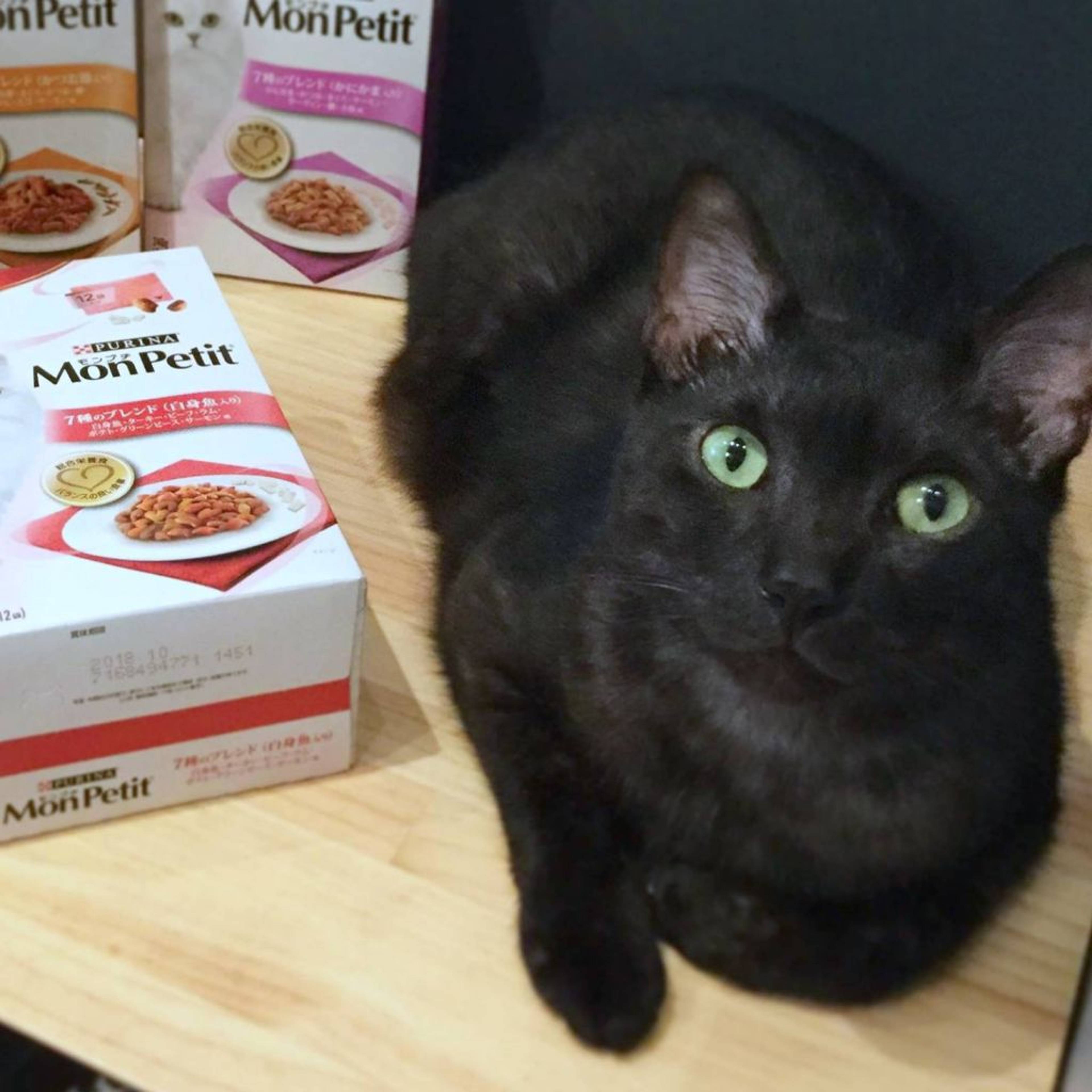 雑種（ミックス猫）・オスの里親募集の写真