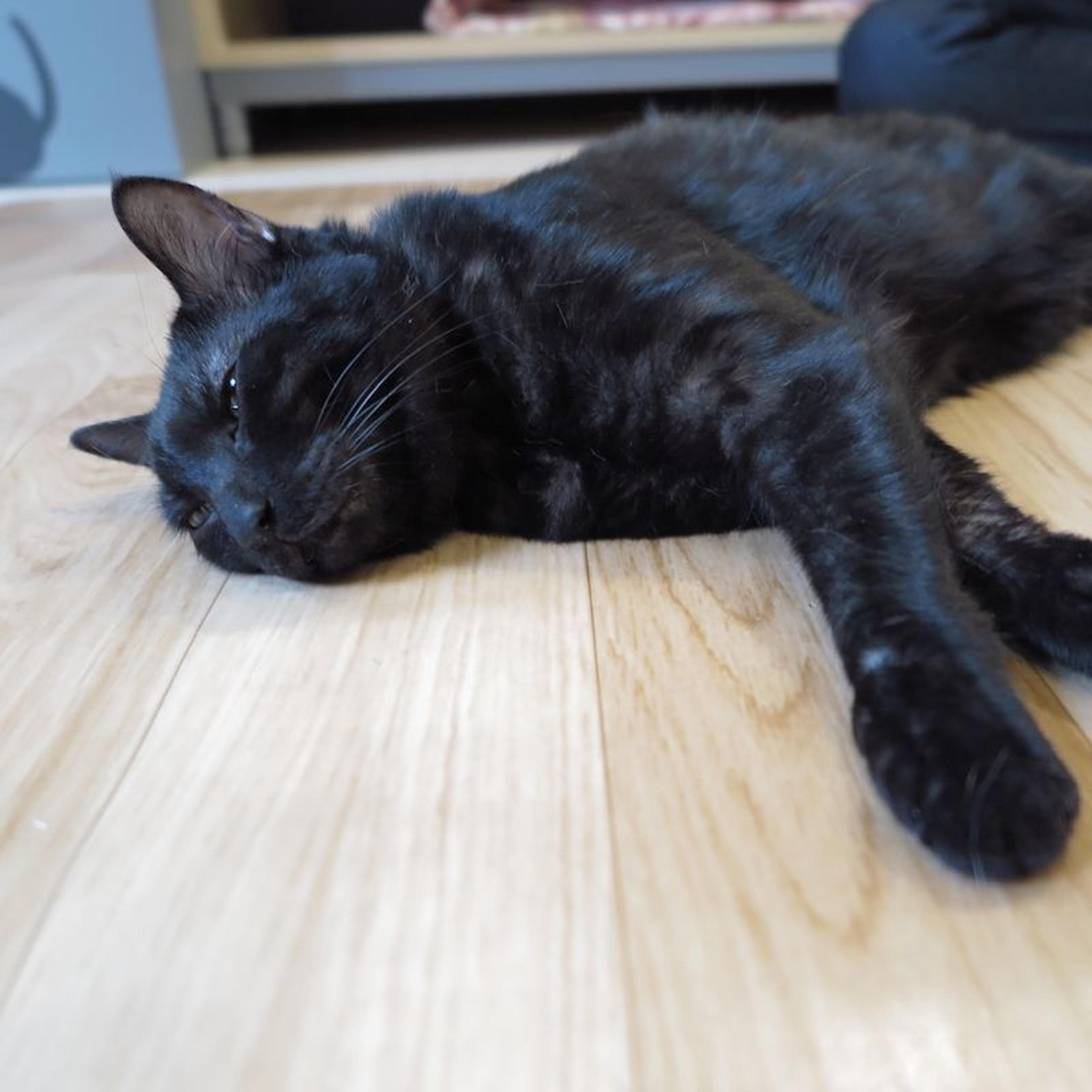 pet-image-2