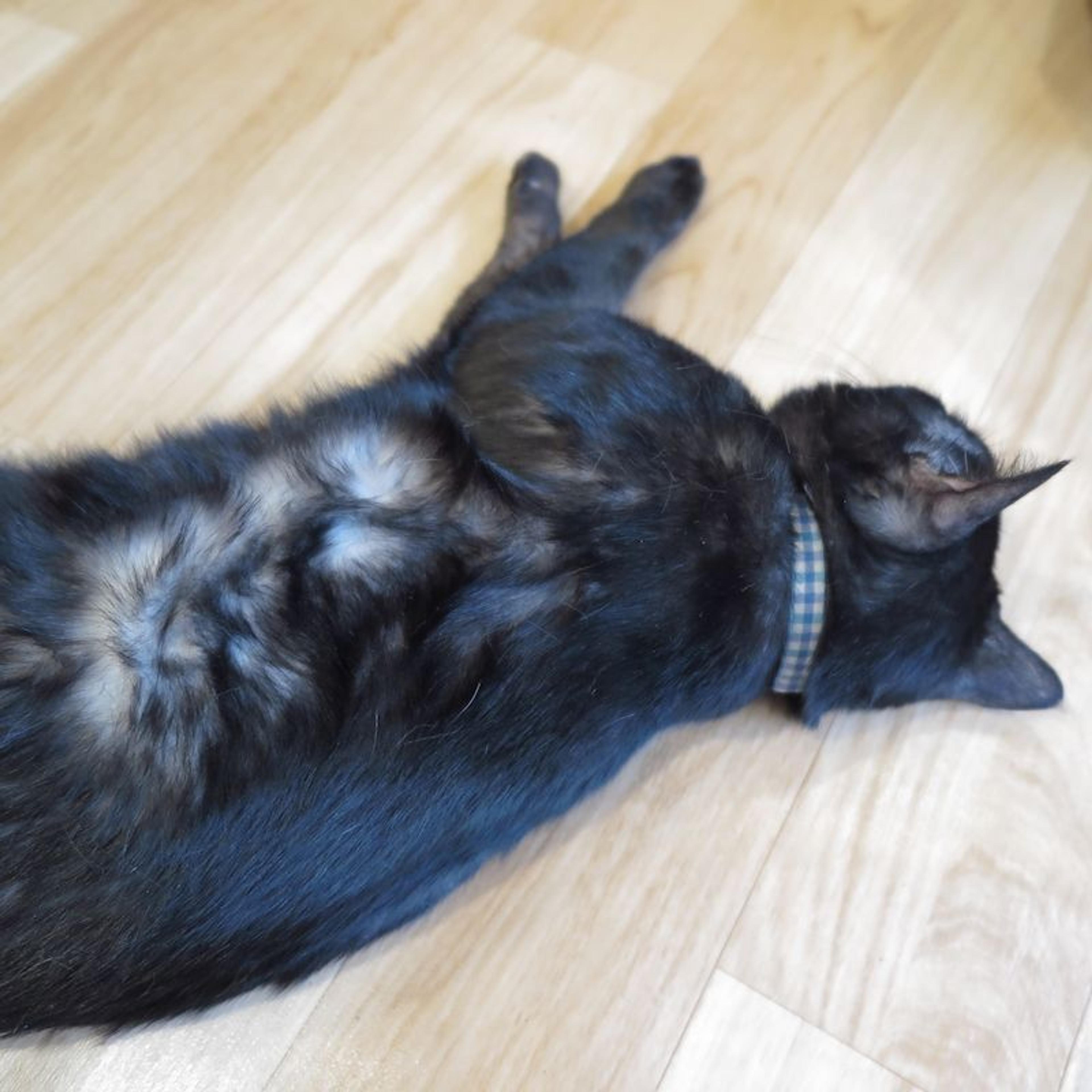 pet-image-3