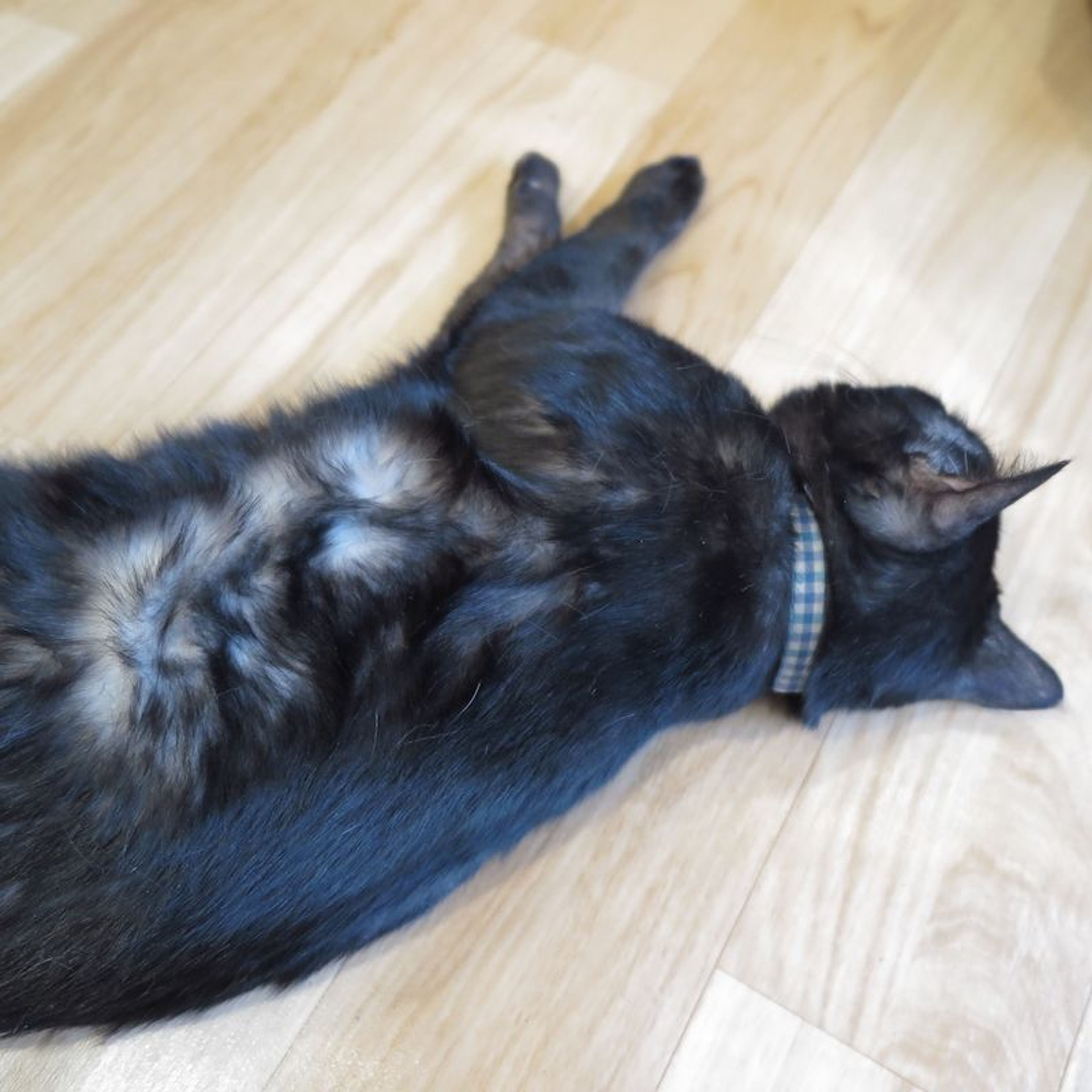 pet-image-3