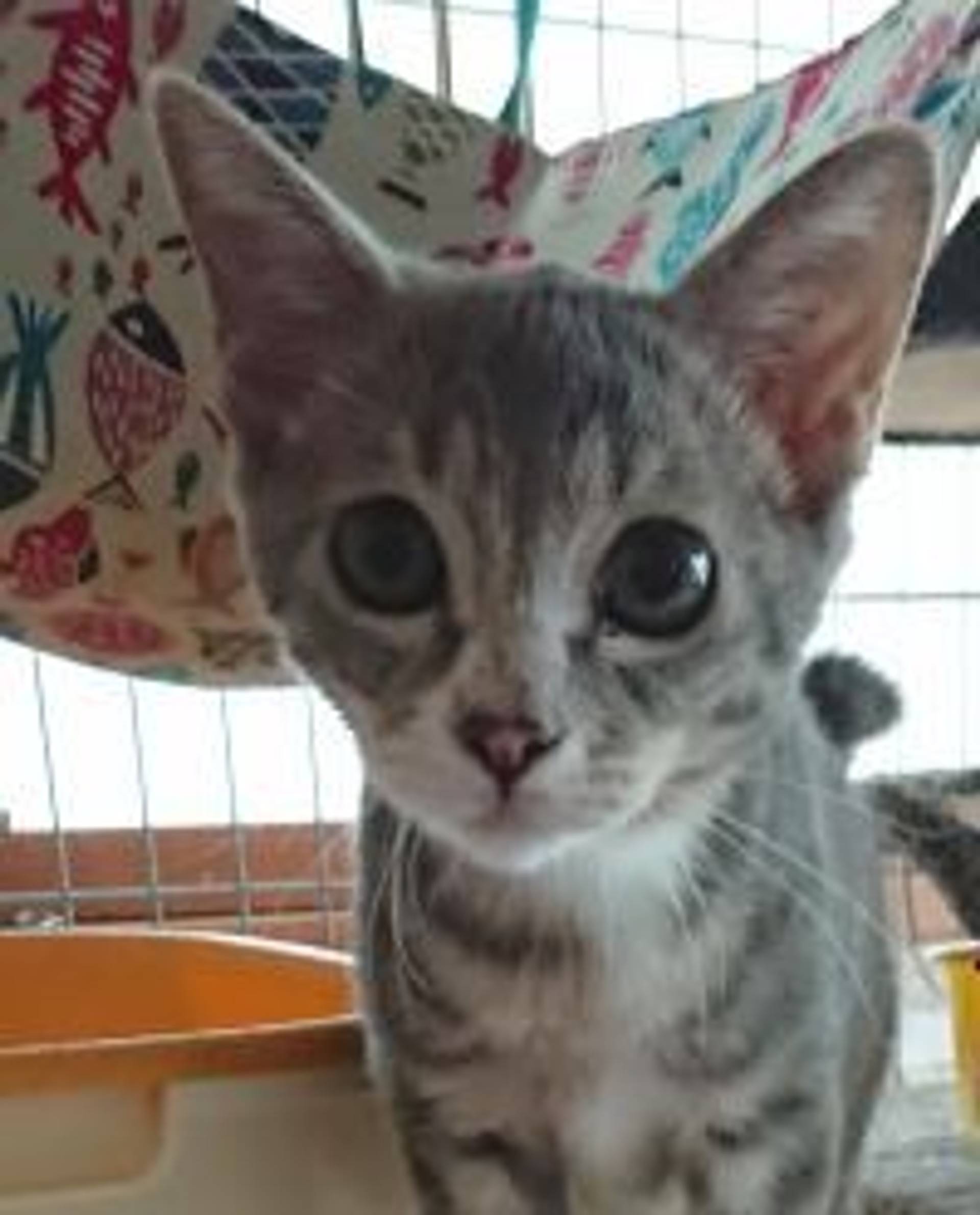 雑種（ミックス猫）・メスの里親募集の写真