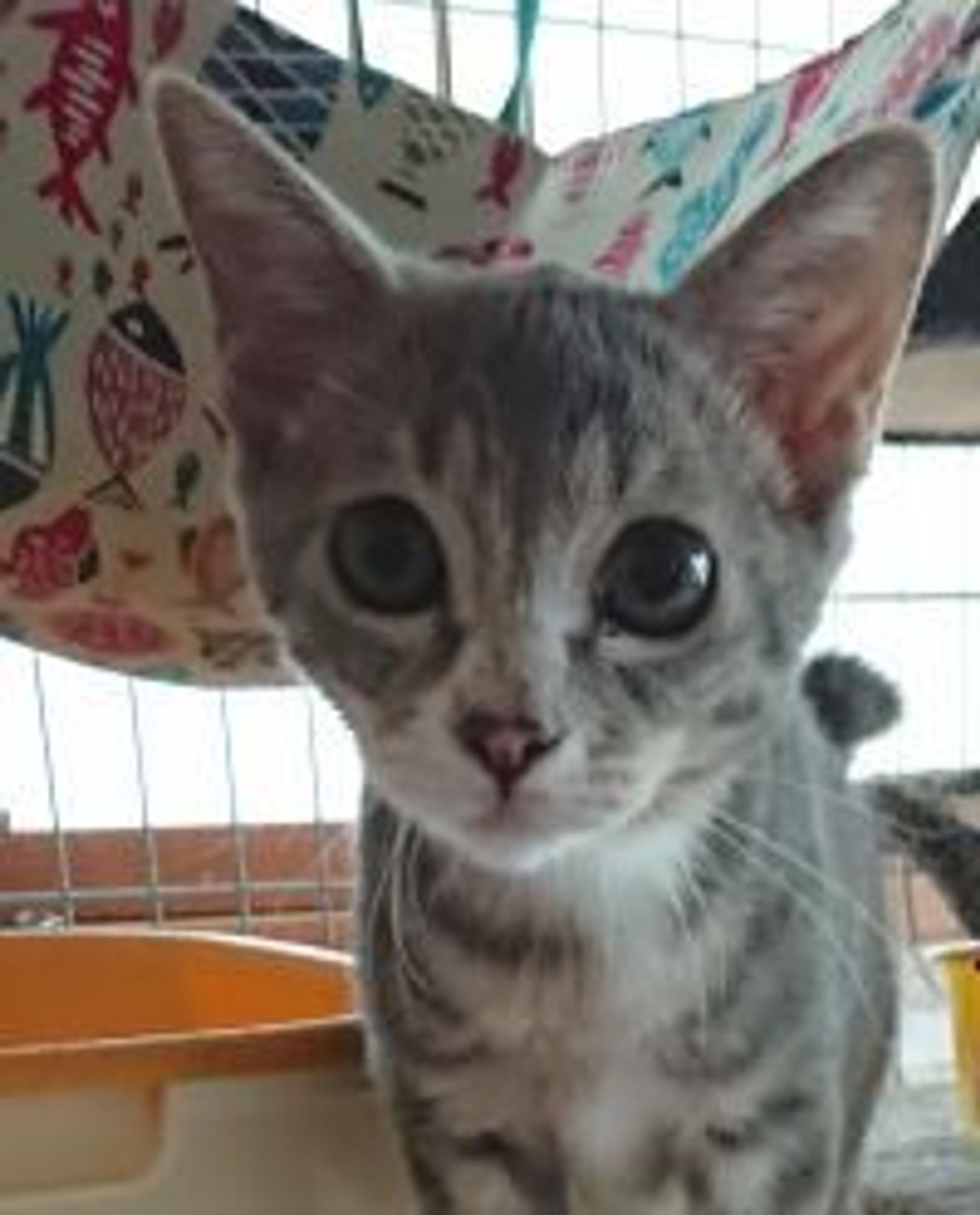 雑種（ミックス猫）・メスの里親募集の写真