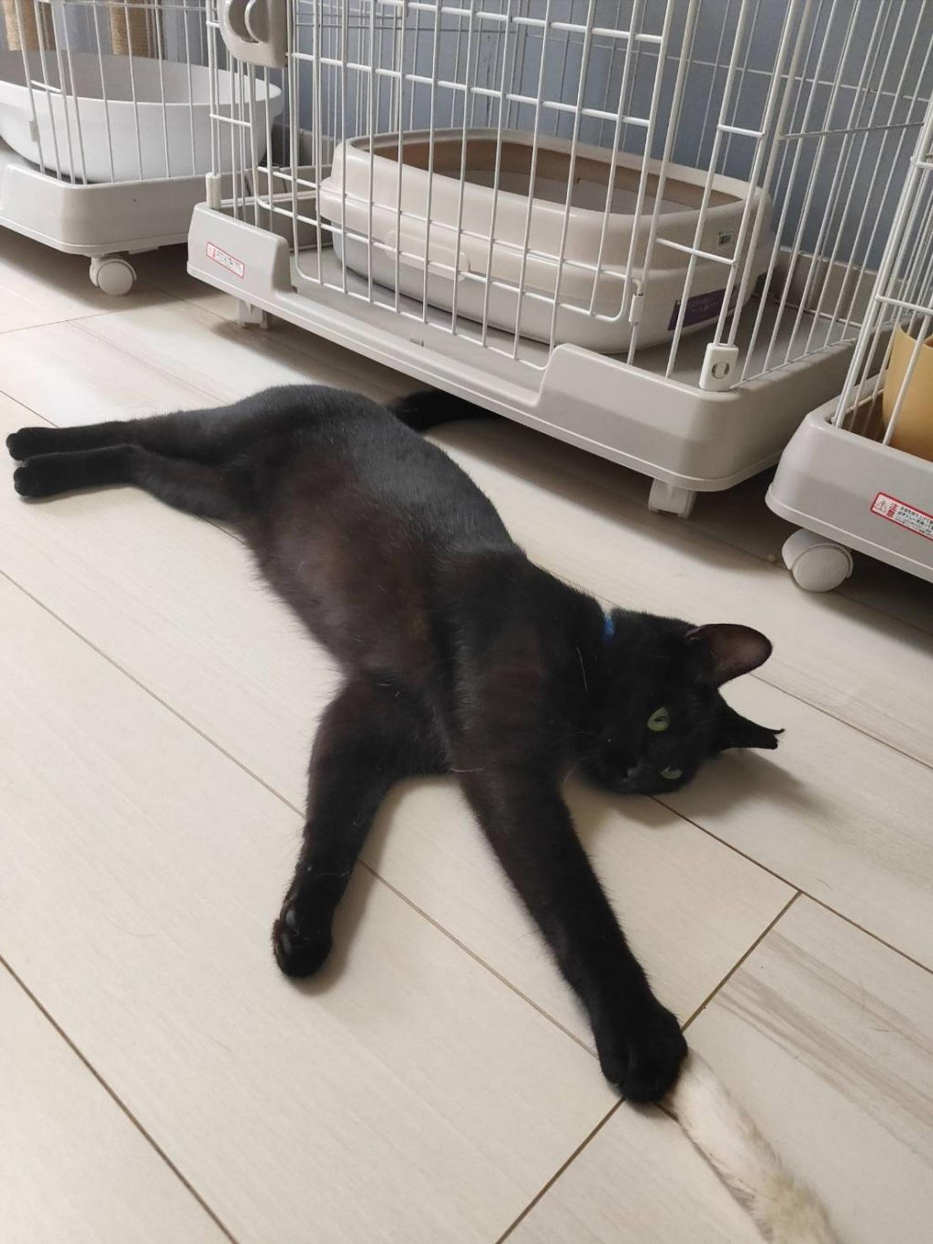pet-image-2