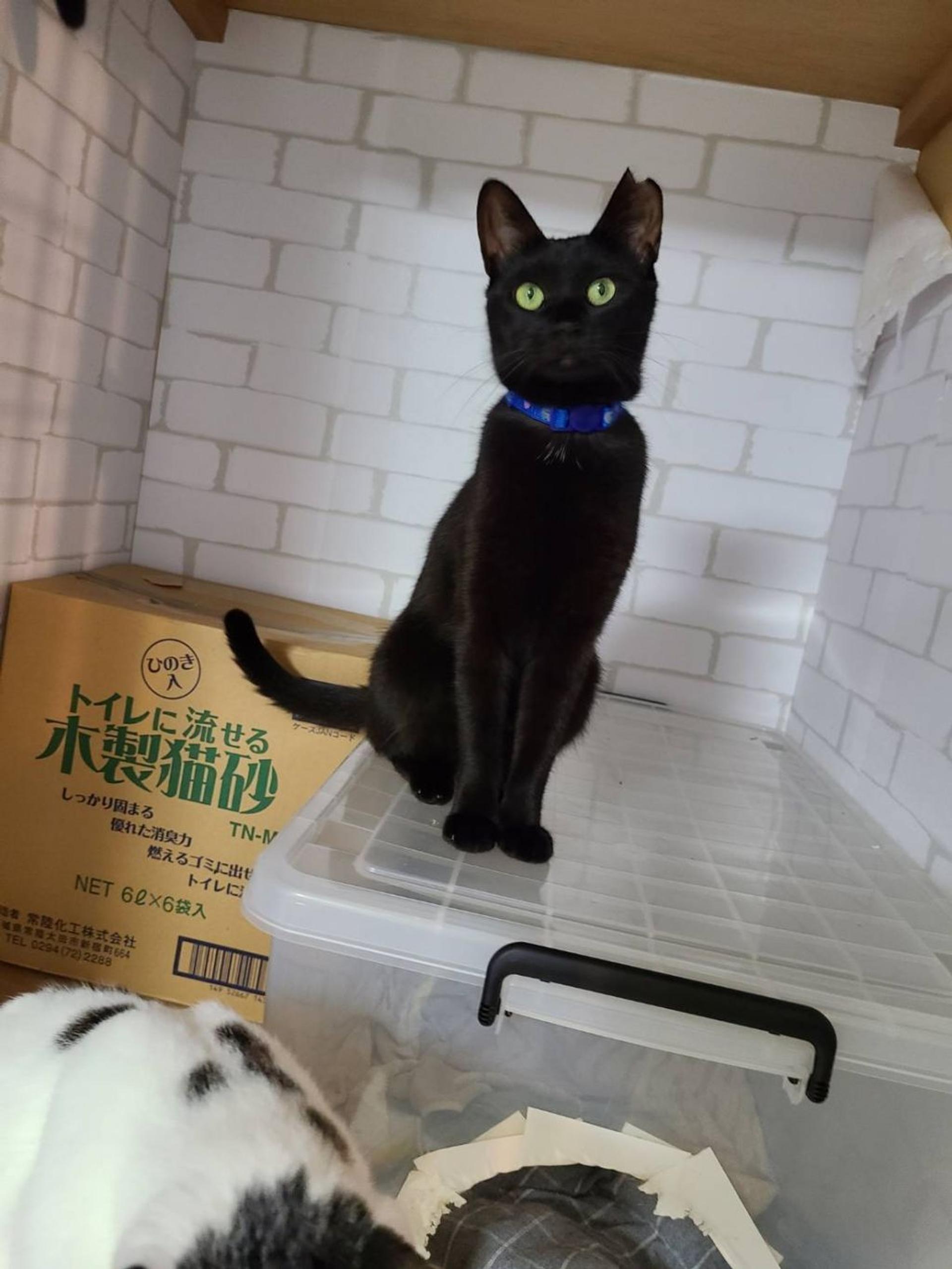 pet-image-3