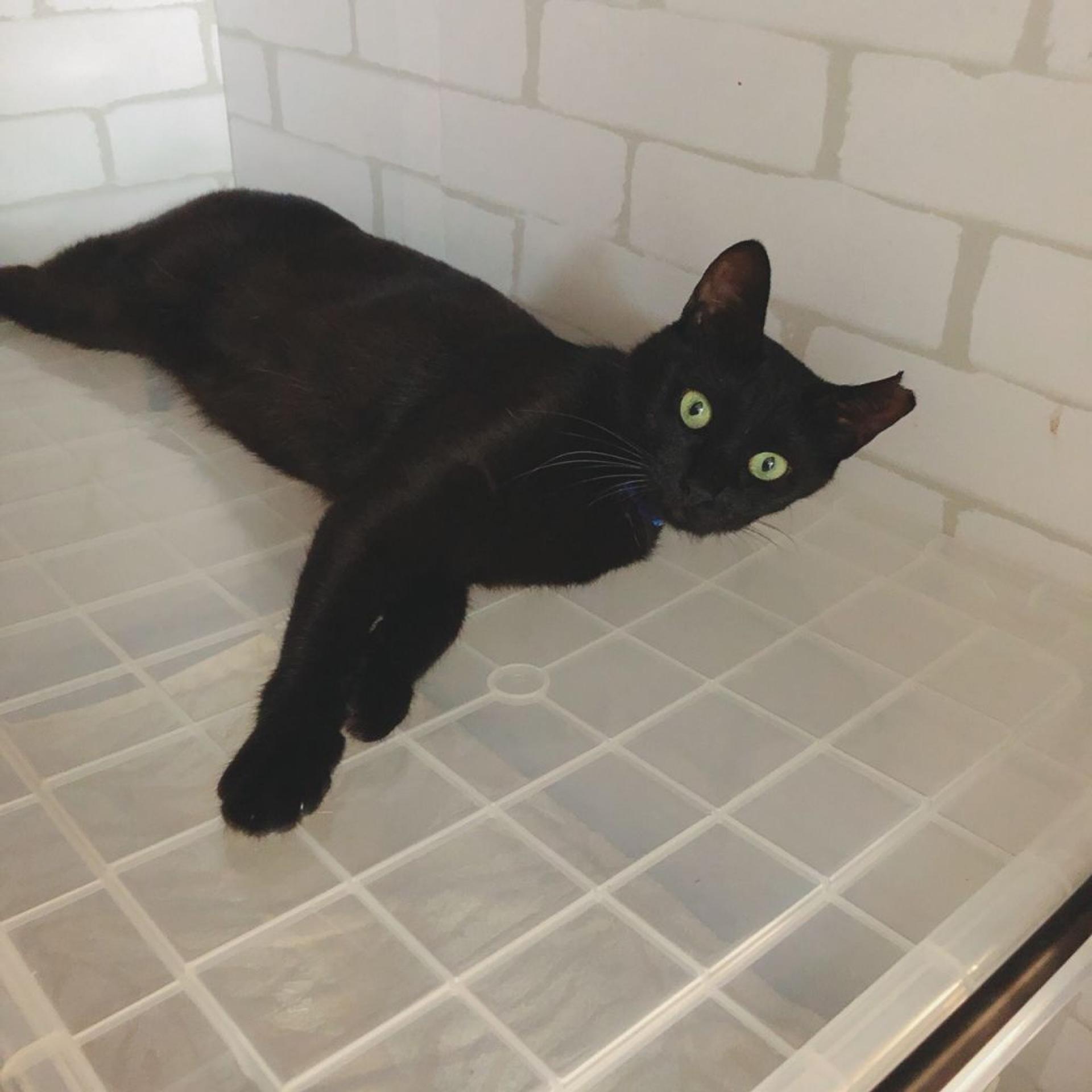 pet-image-4