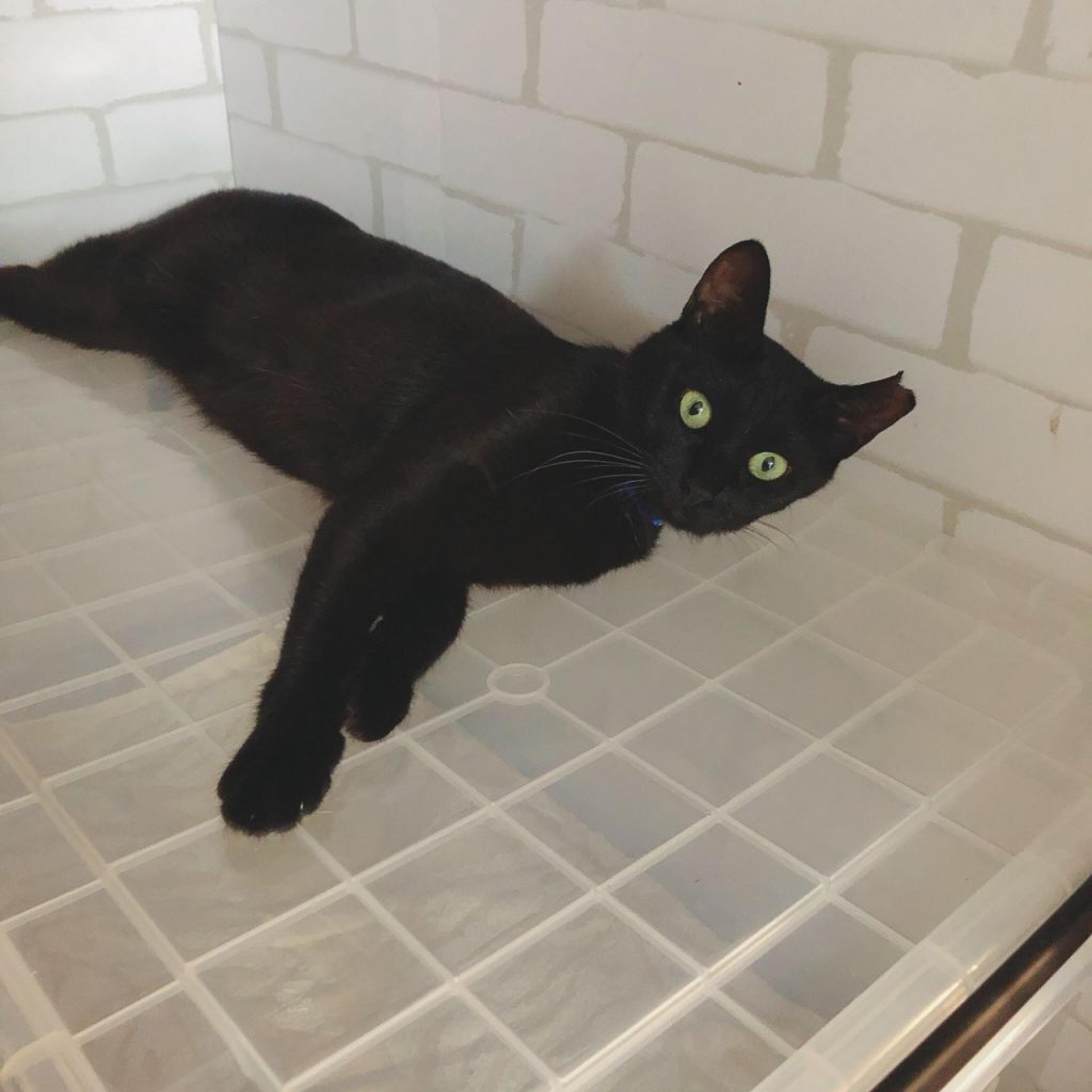pet-image-4