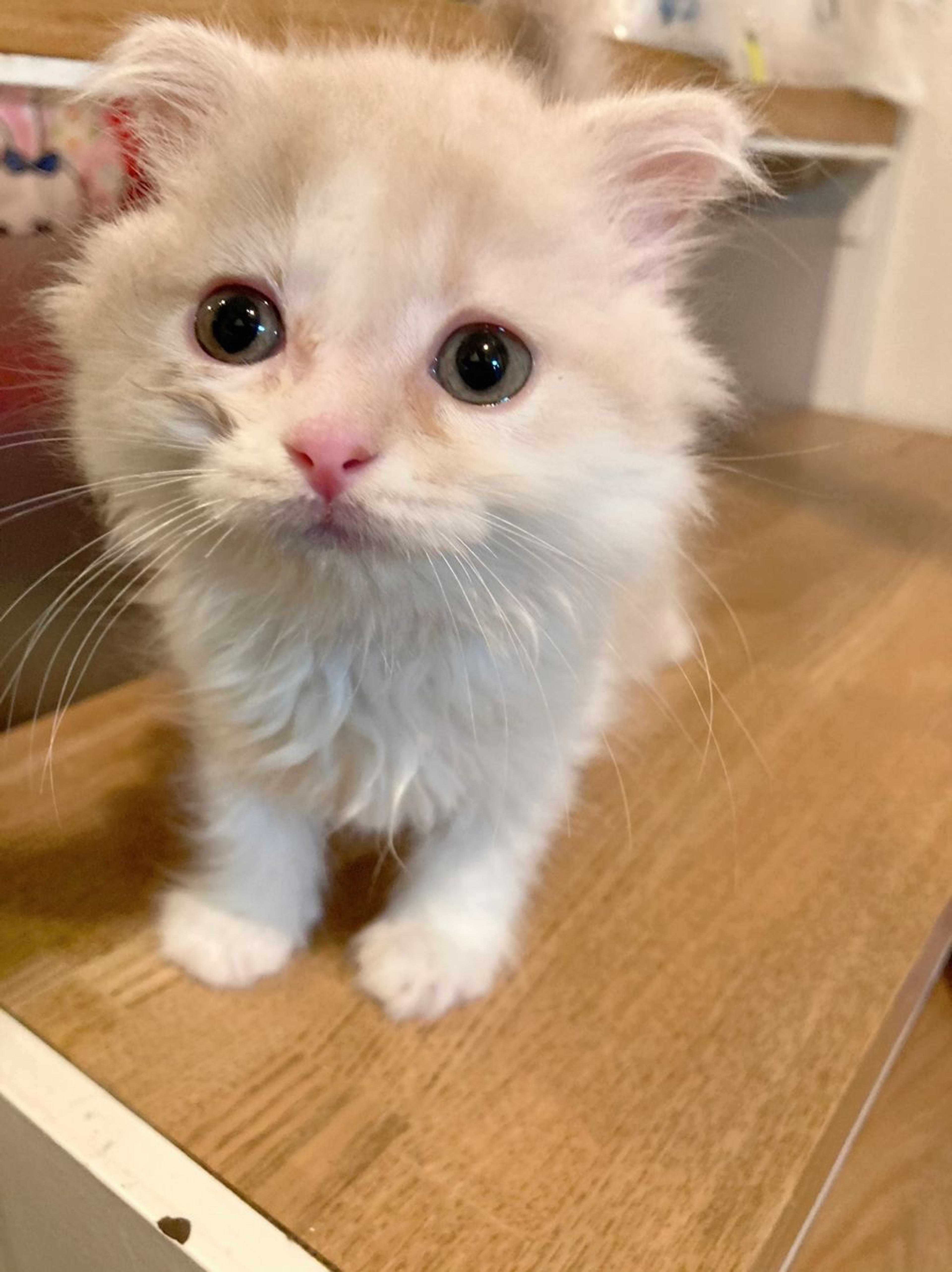 pet-image-2