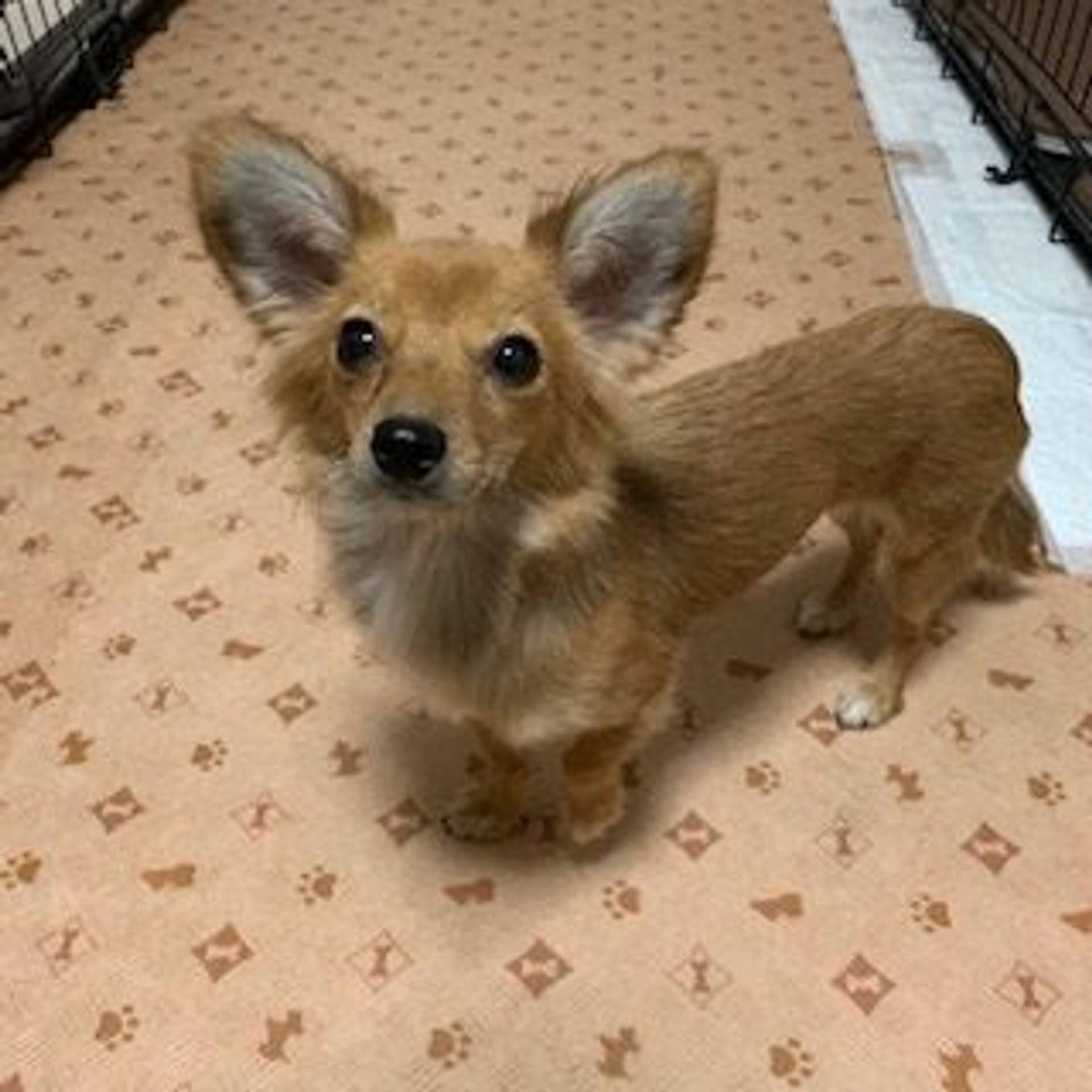 雑種（ミックス犬）・メスの里親募集の写真