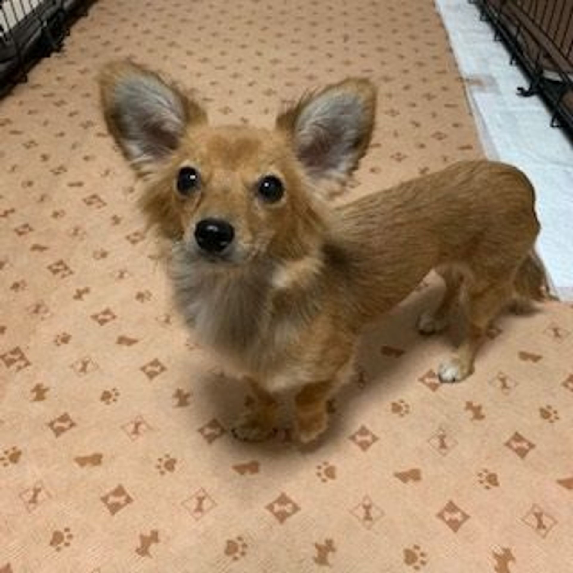 雑種（ミックス犬）・メスの里親募集の写真