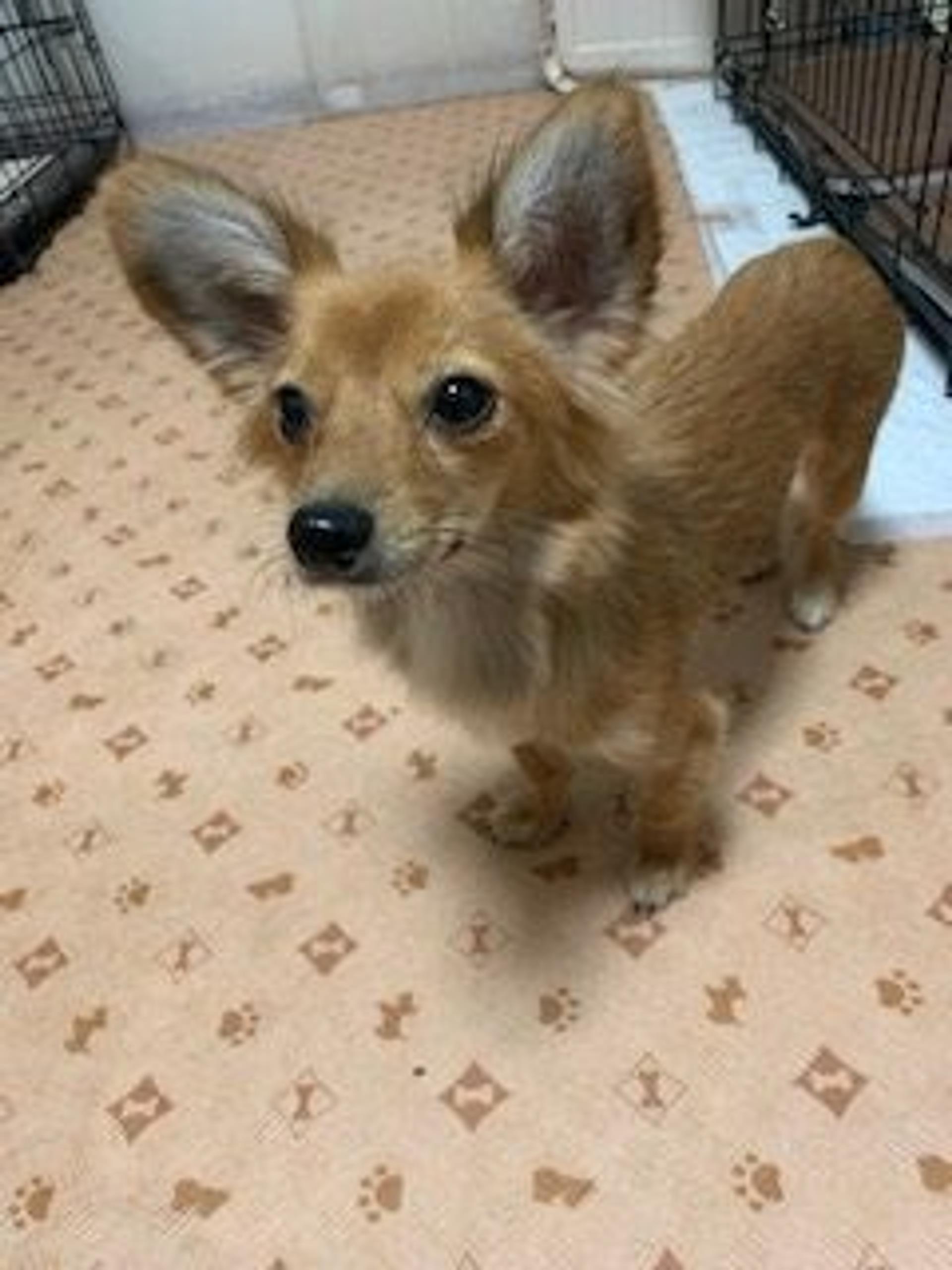 pet-image-4