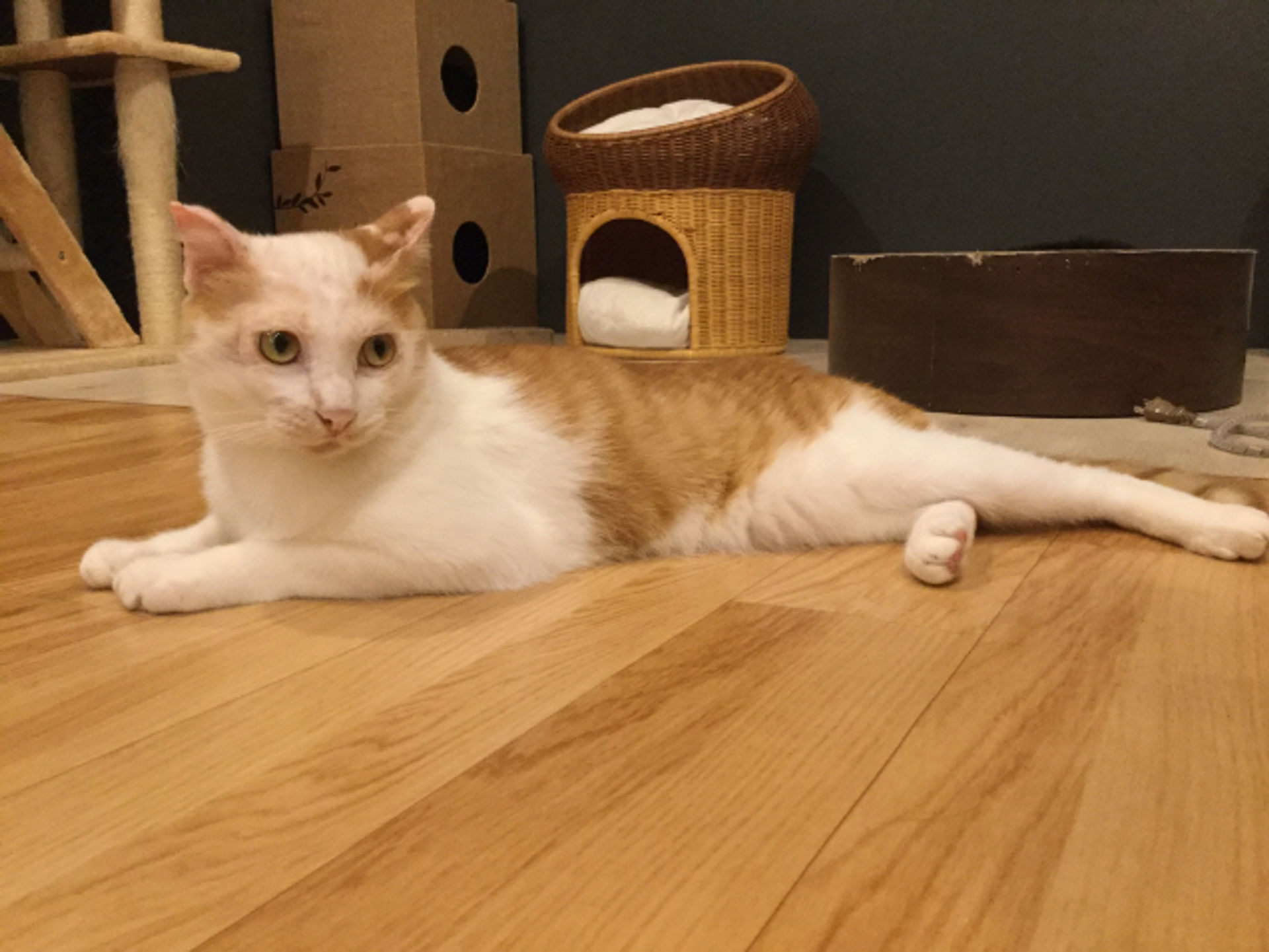 雑種（ミックス猫）・オスの里親募集の写真