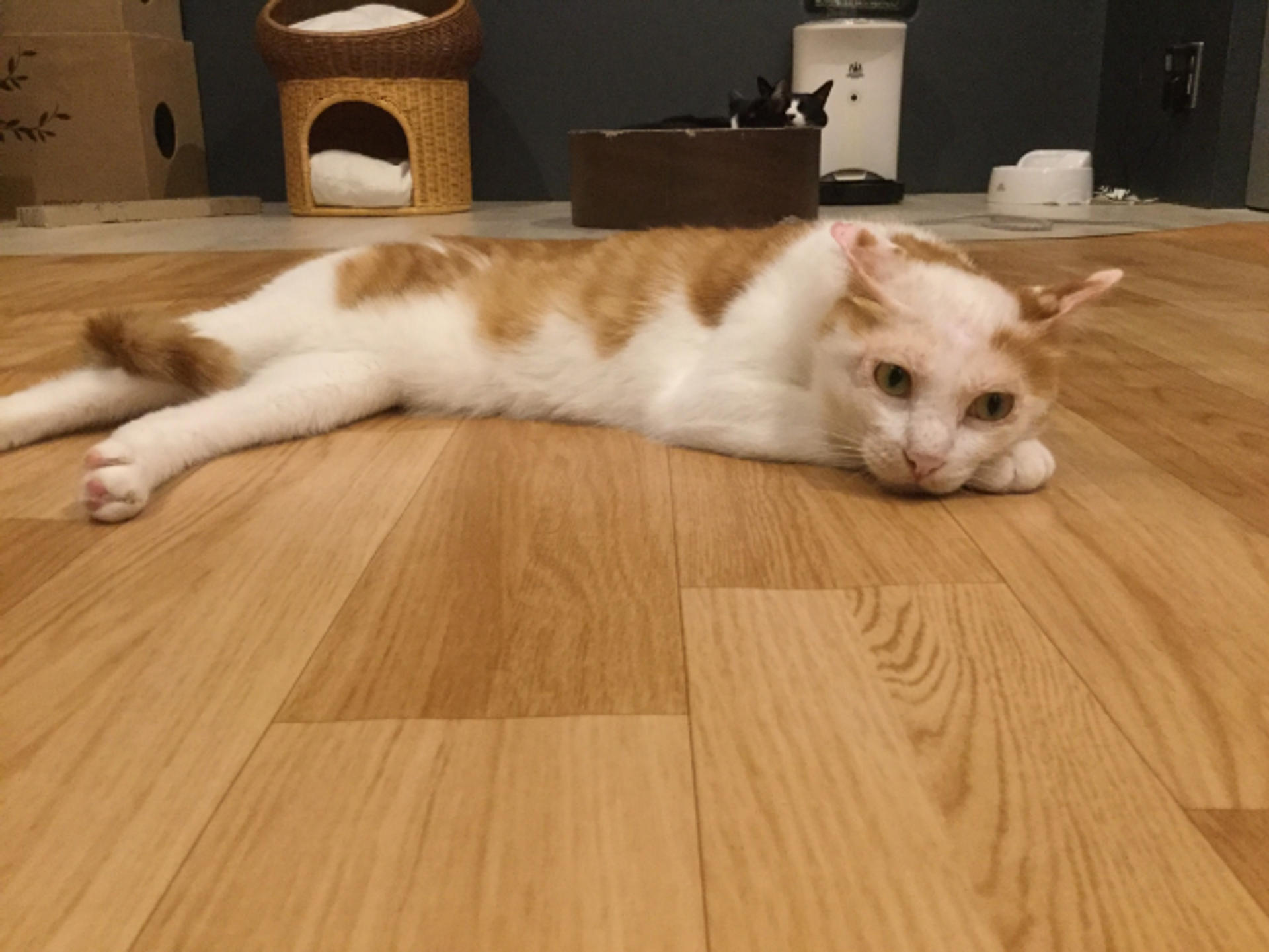 pet-image-2