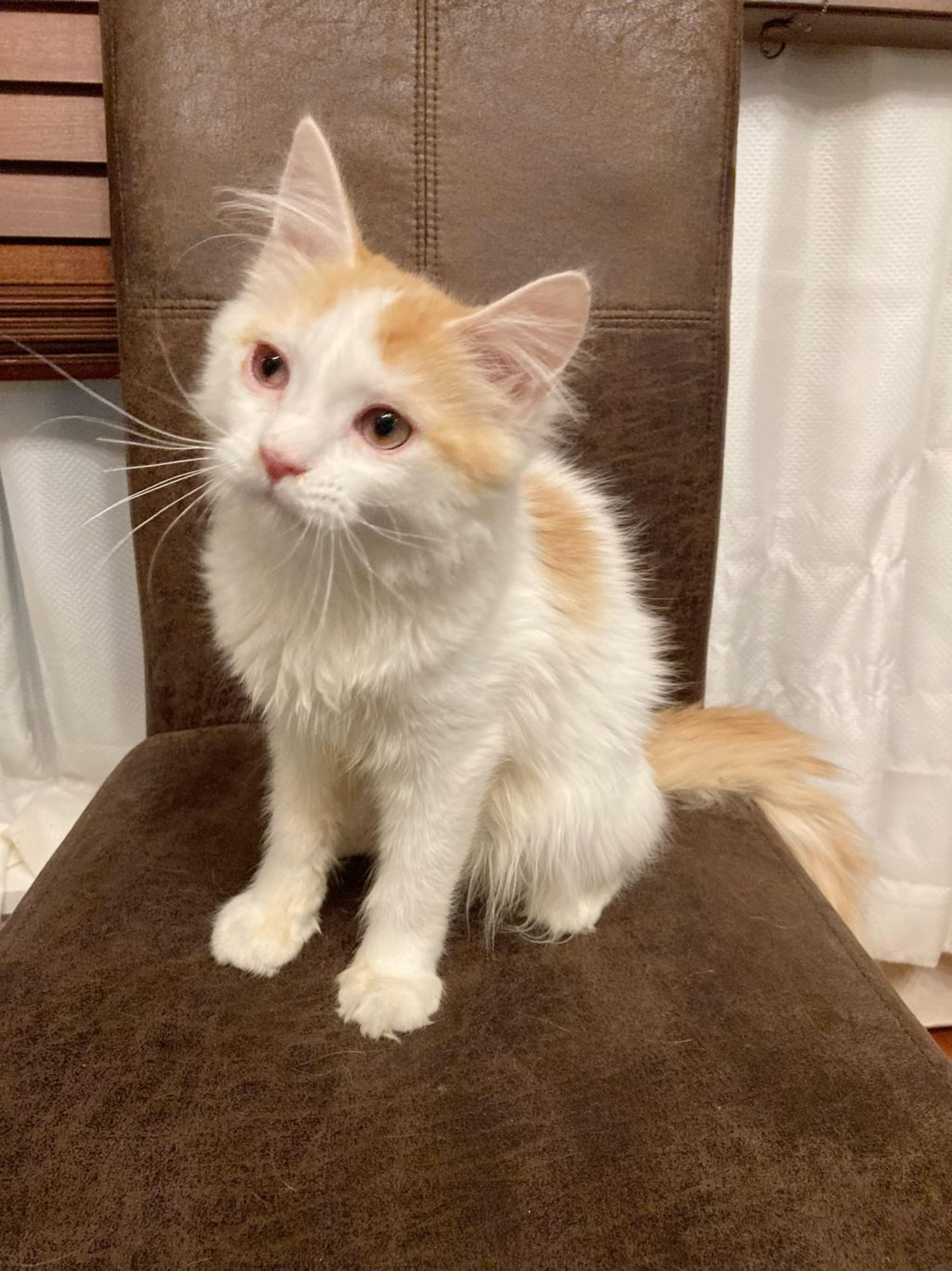 pet-image-2