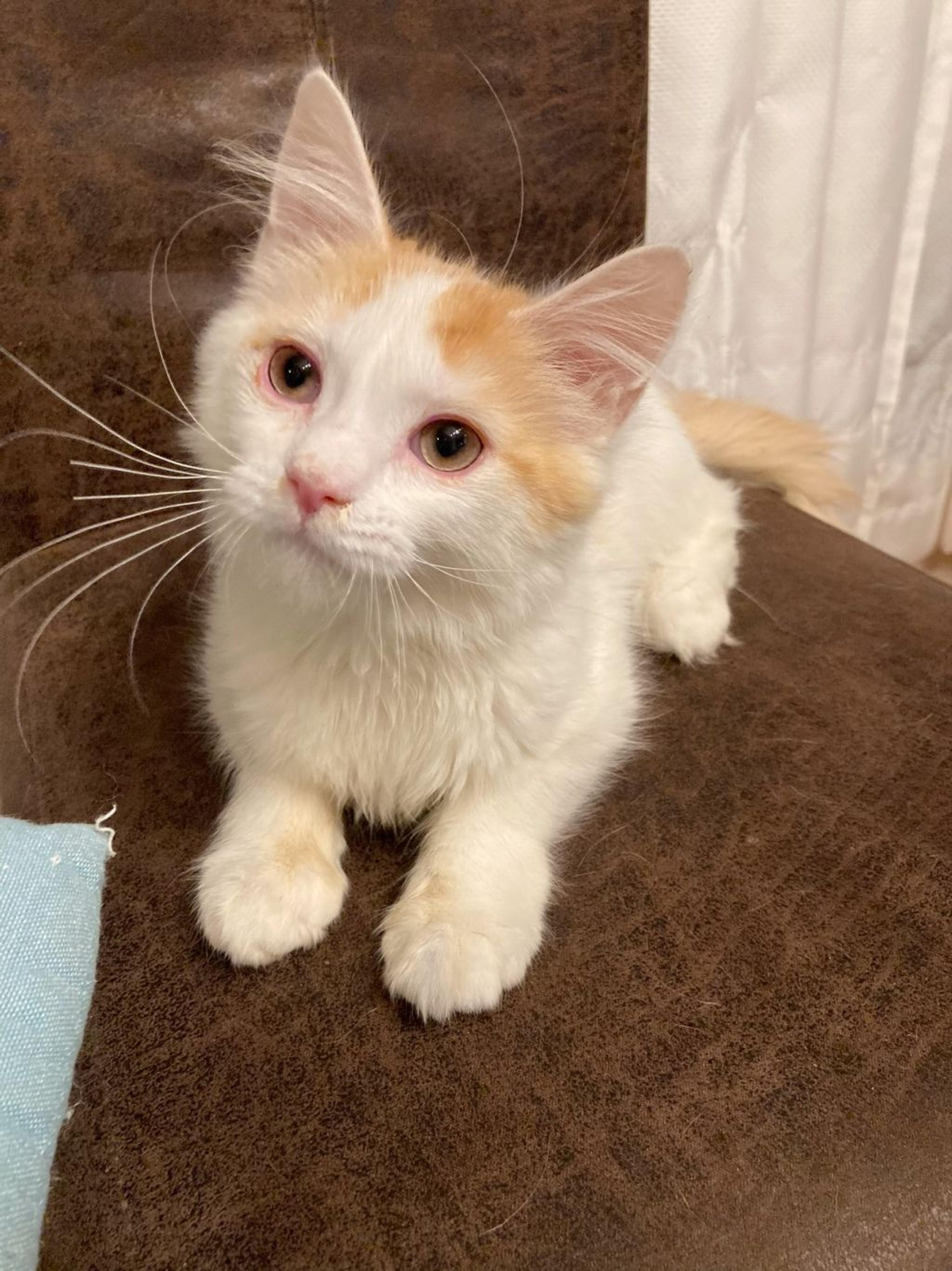 pet-image-3
