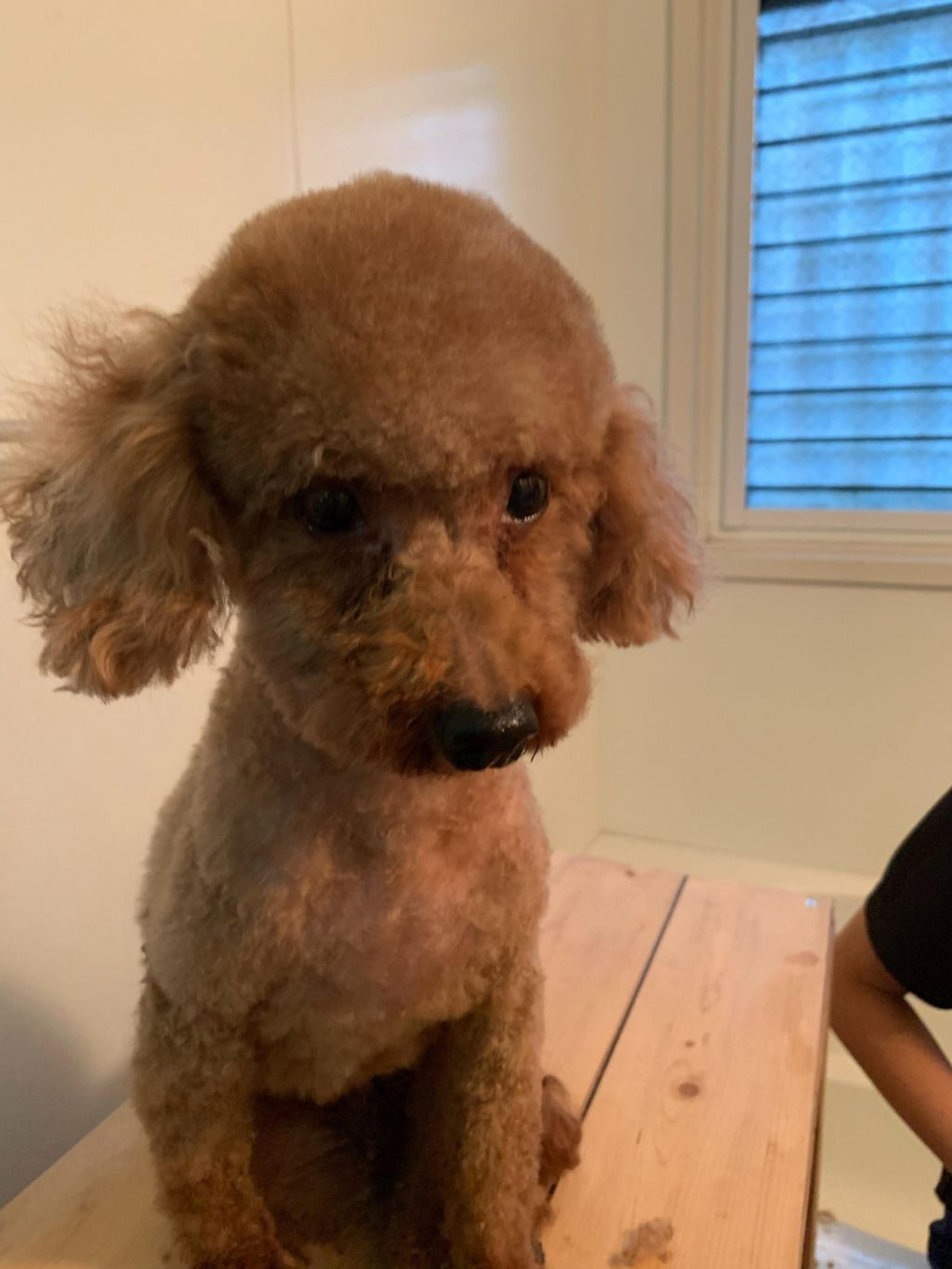 pet-image-3