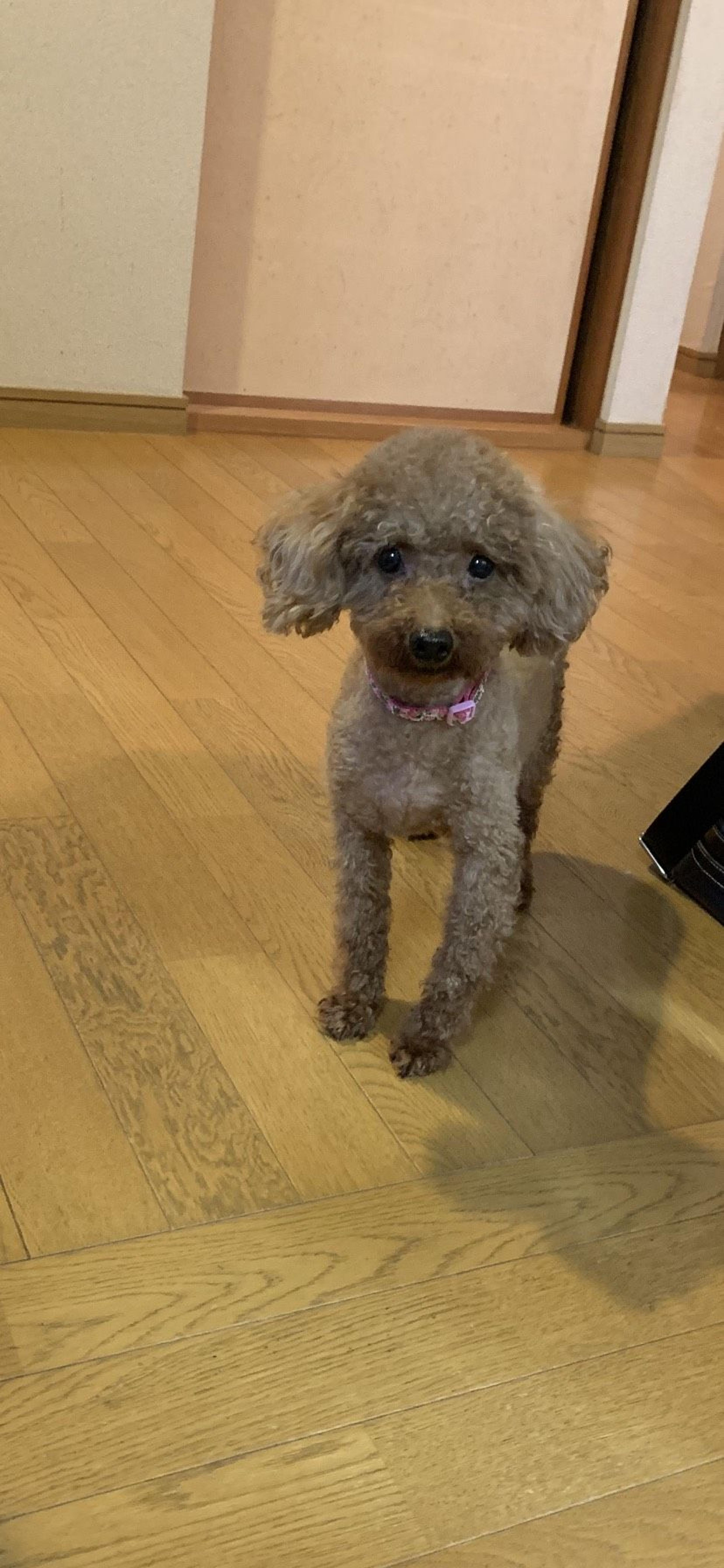 pet-image-4
