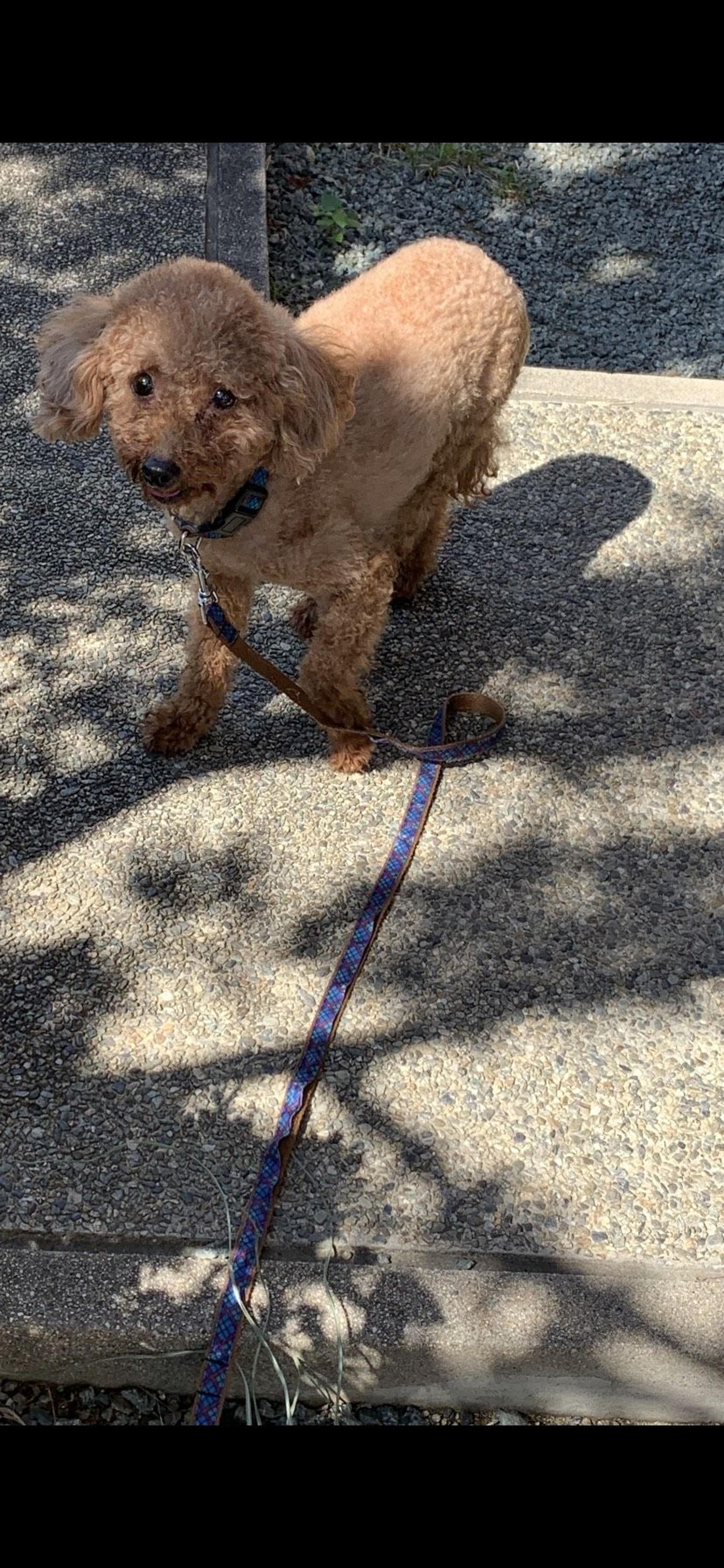 pet-image-5