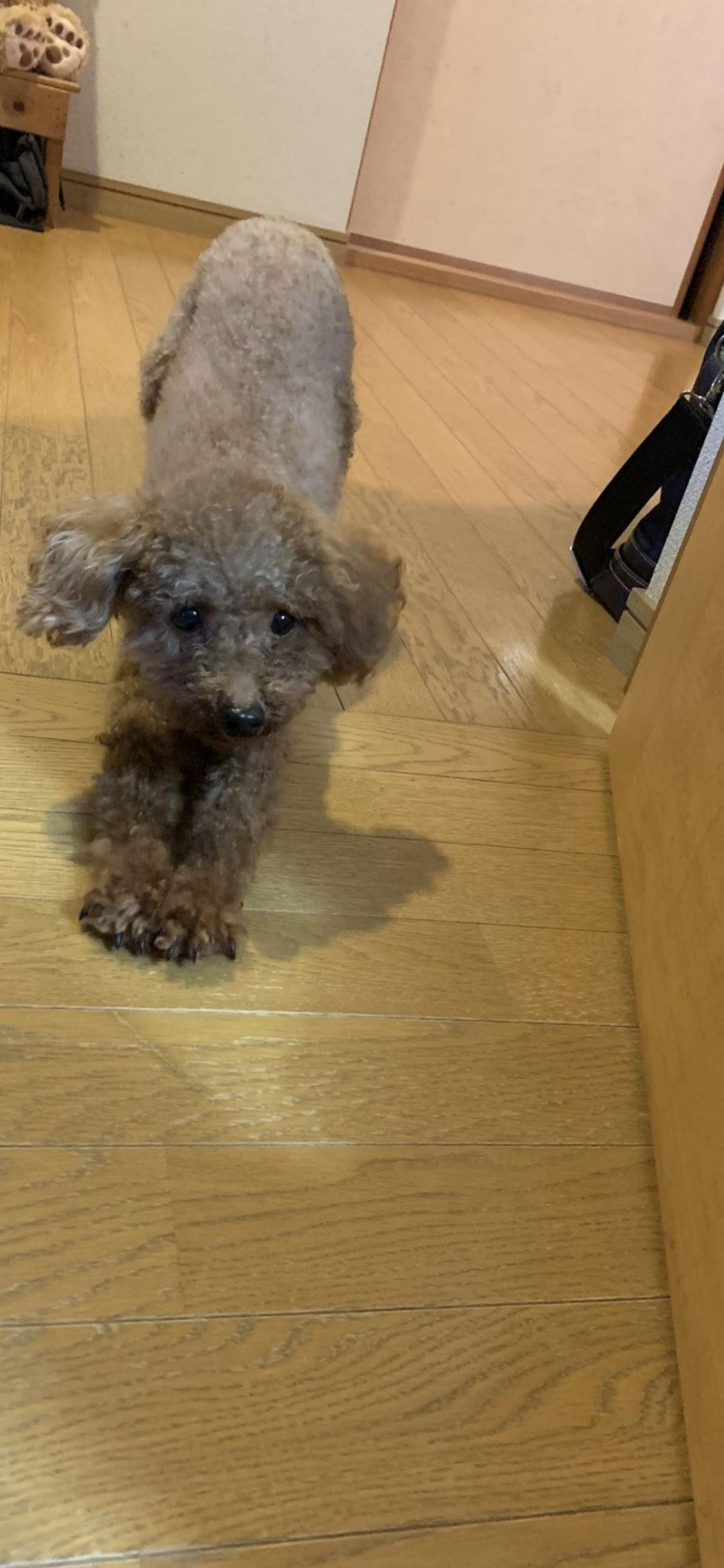 pet-image-6