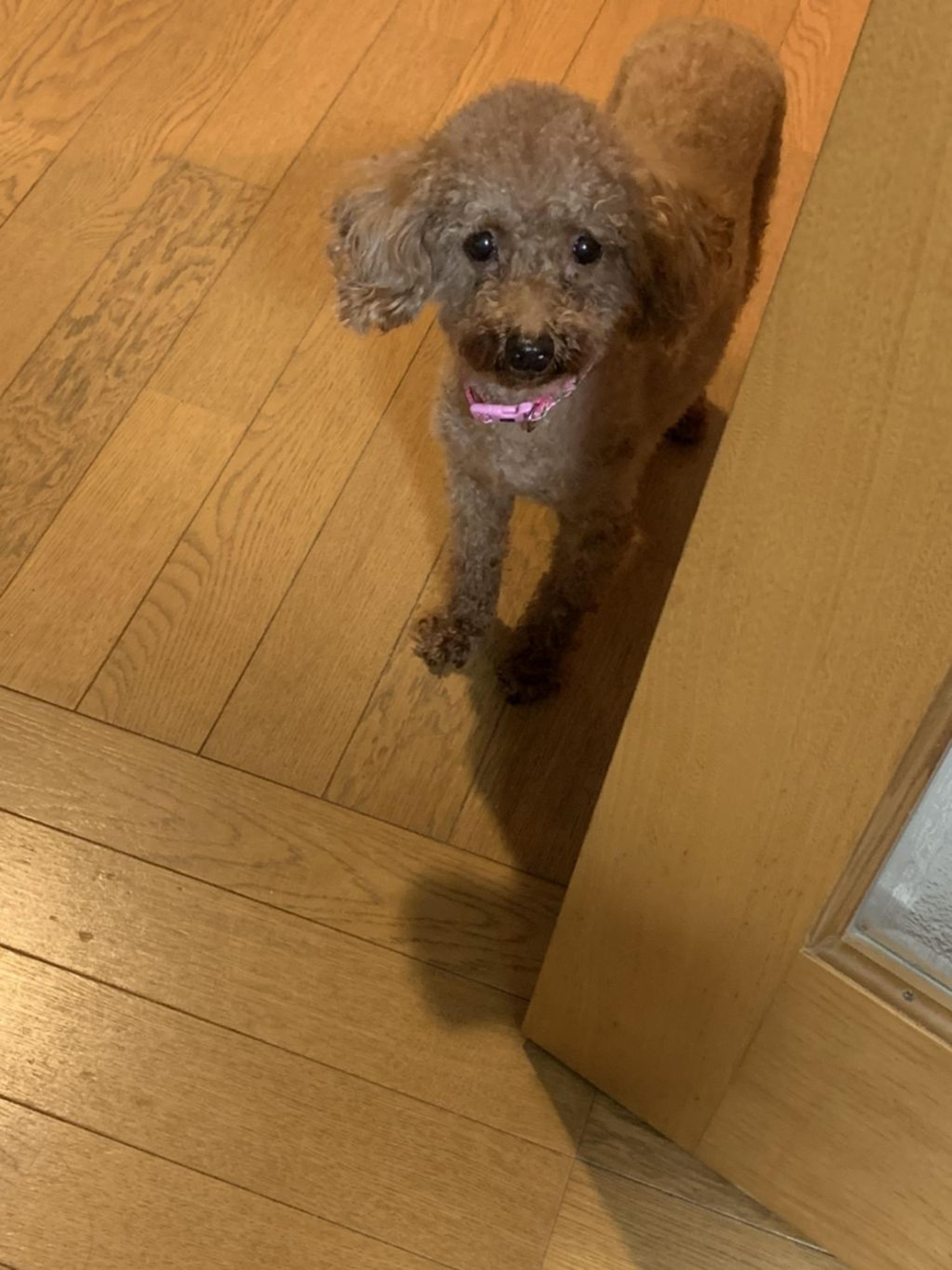 pet-image-8
