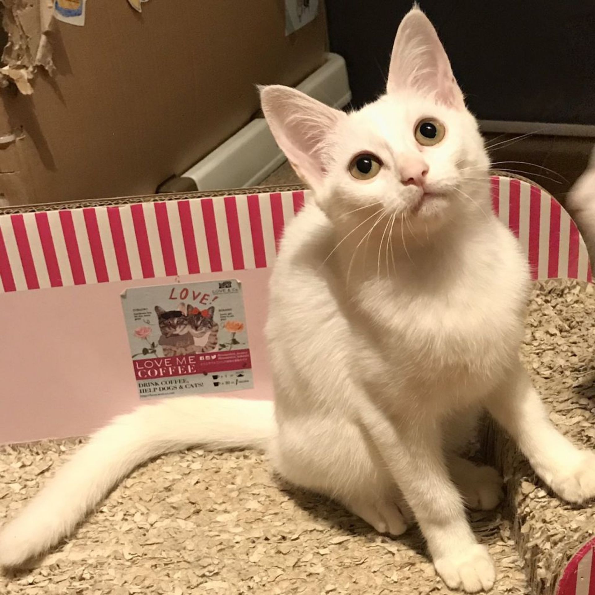 雑種（ミックス猫）・メスの里親募集の写真