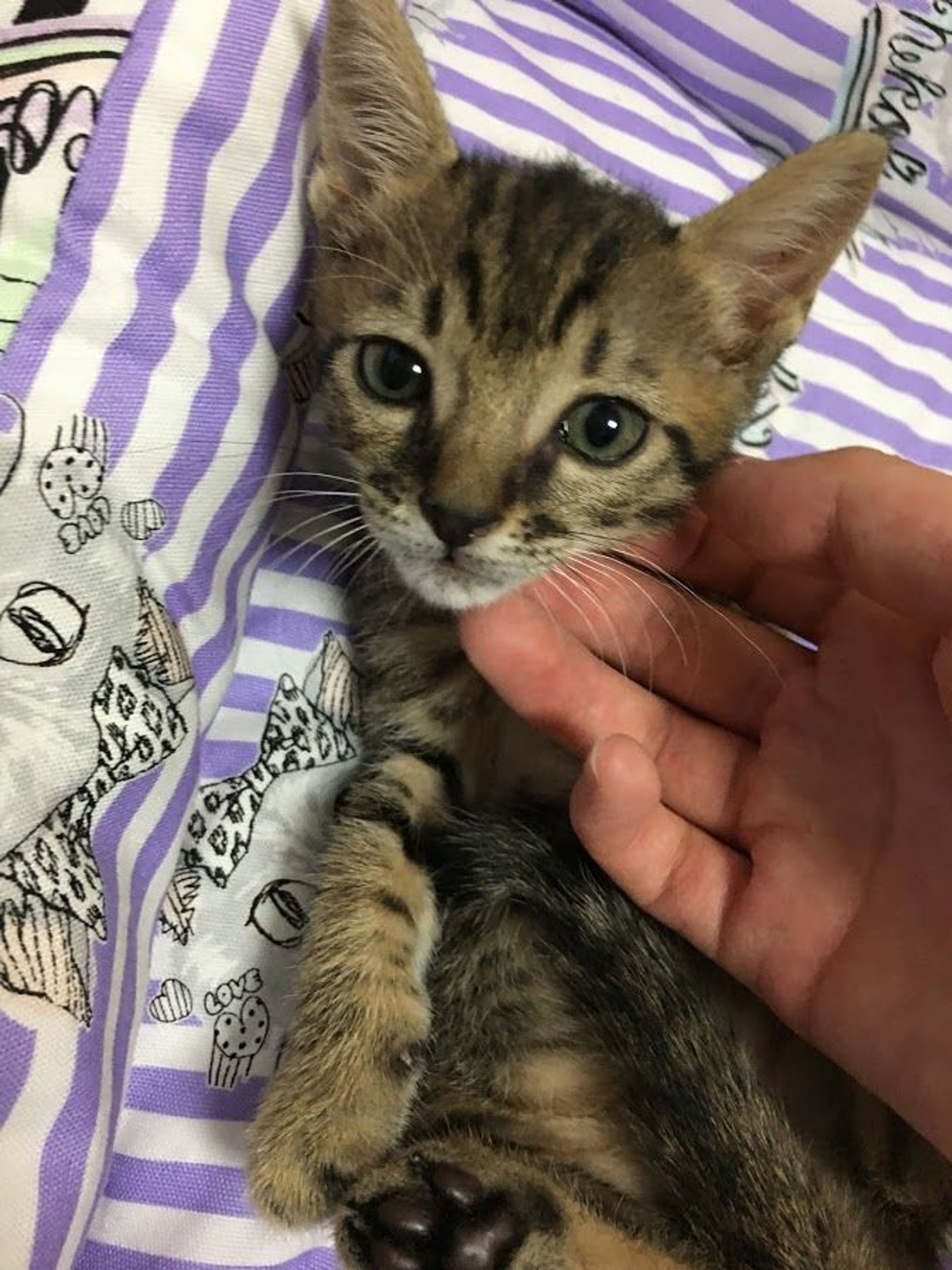 雑種（ミックス猫）・オスの里親募集の写真