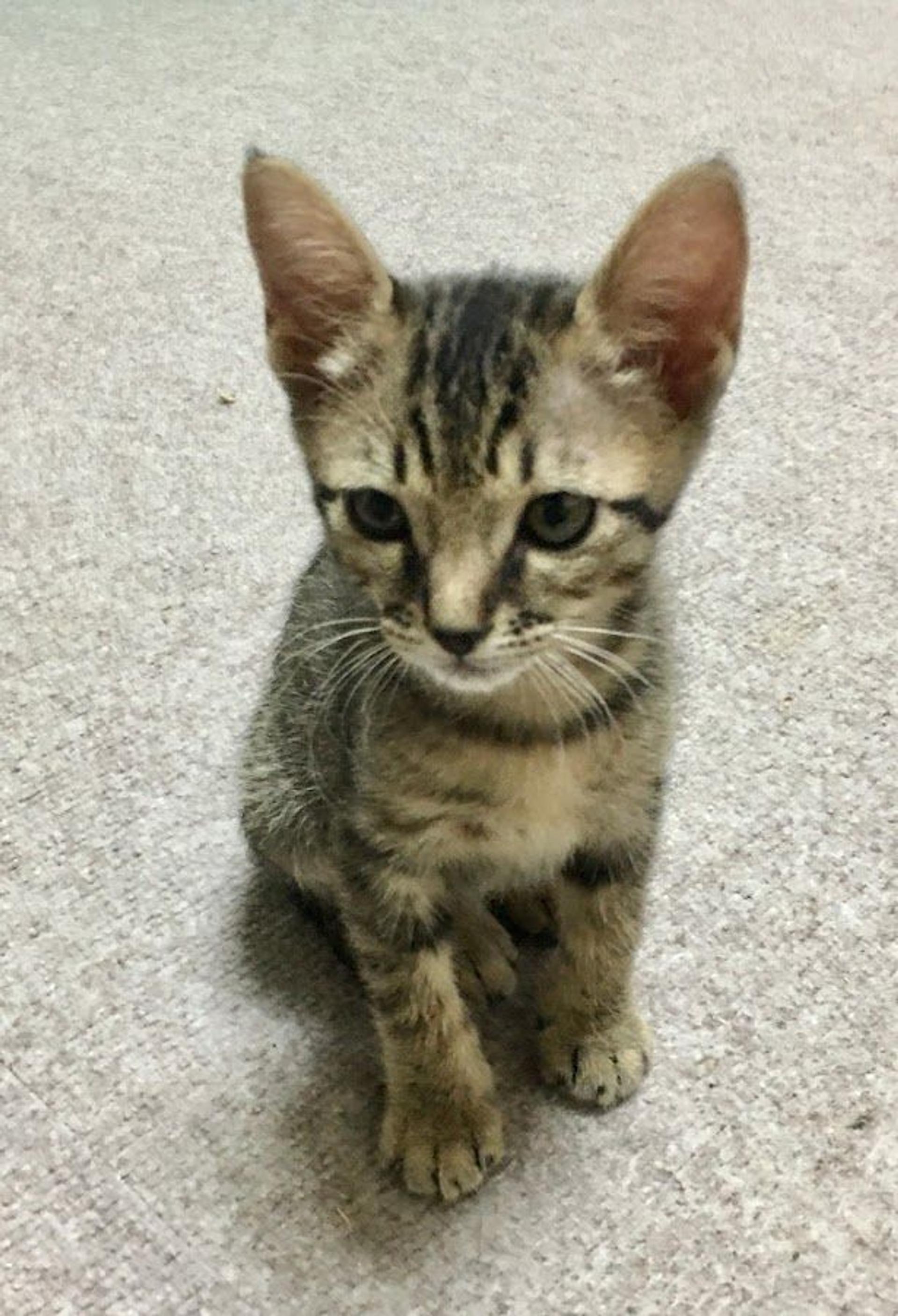 pet-image-3