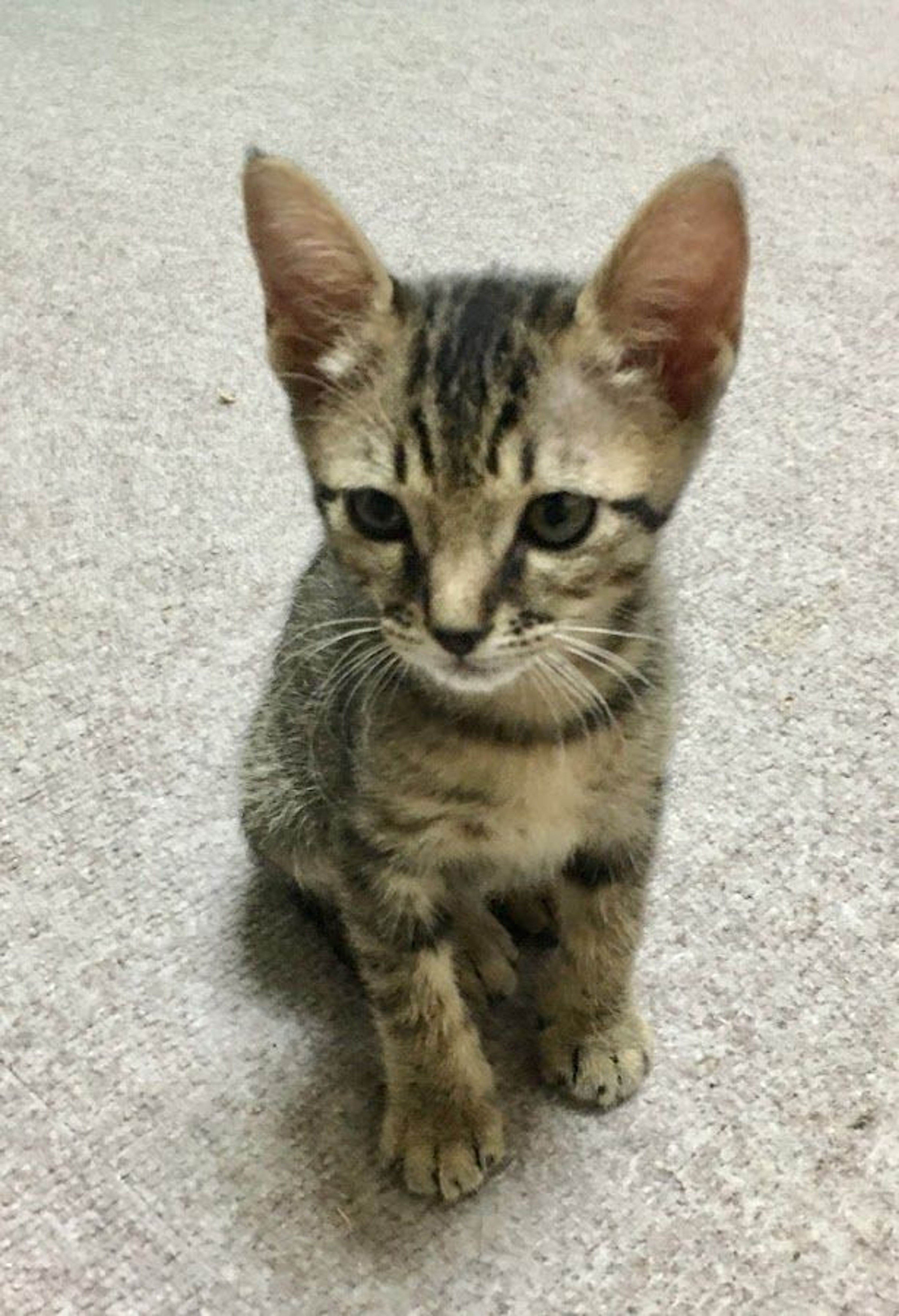 pet-image-3