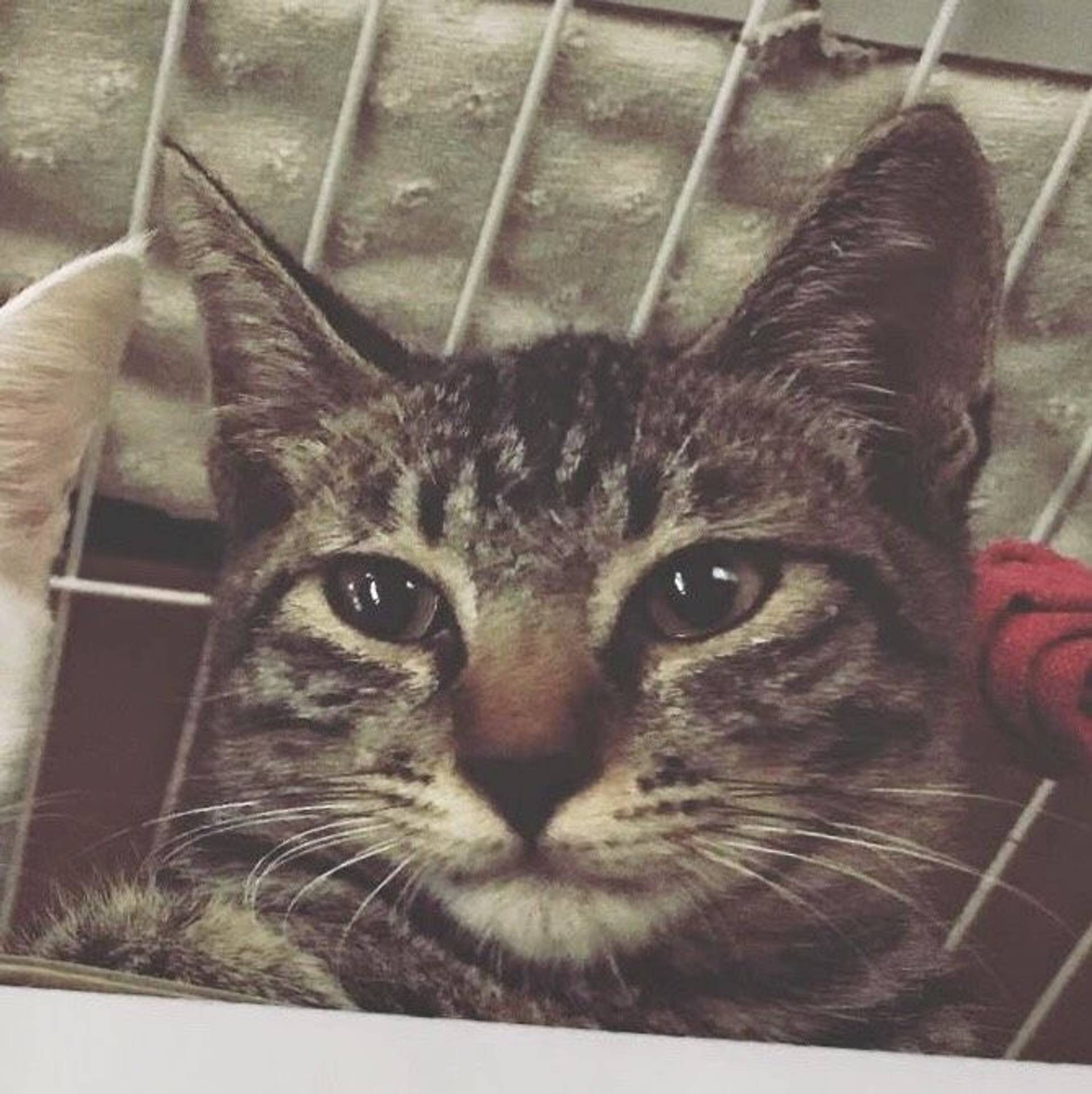 雑種（ミックス猫）・オスの里親募集の写真