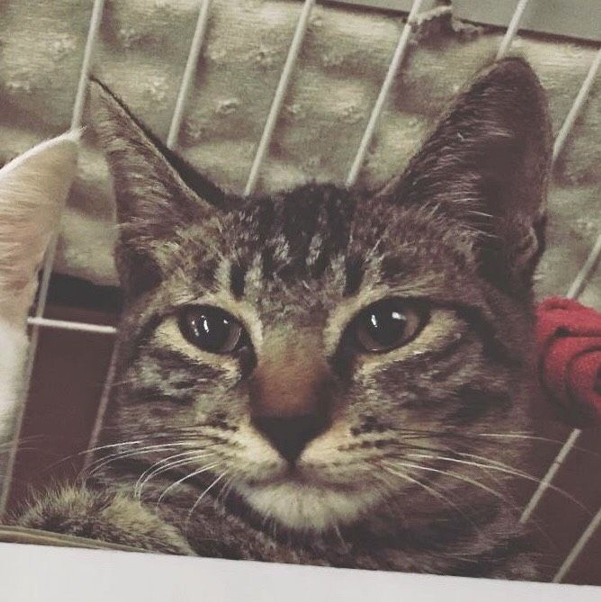 雑種（ミックス猫）・オスの里親募集の写真
