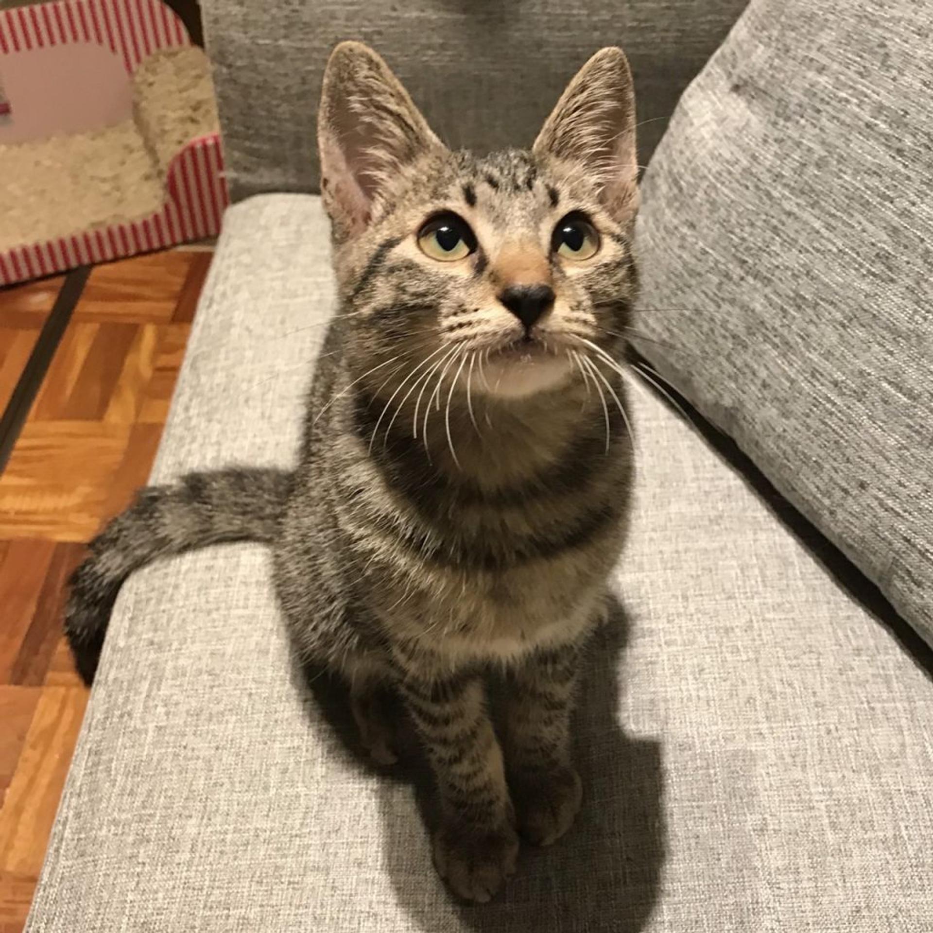 pet-image-2