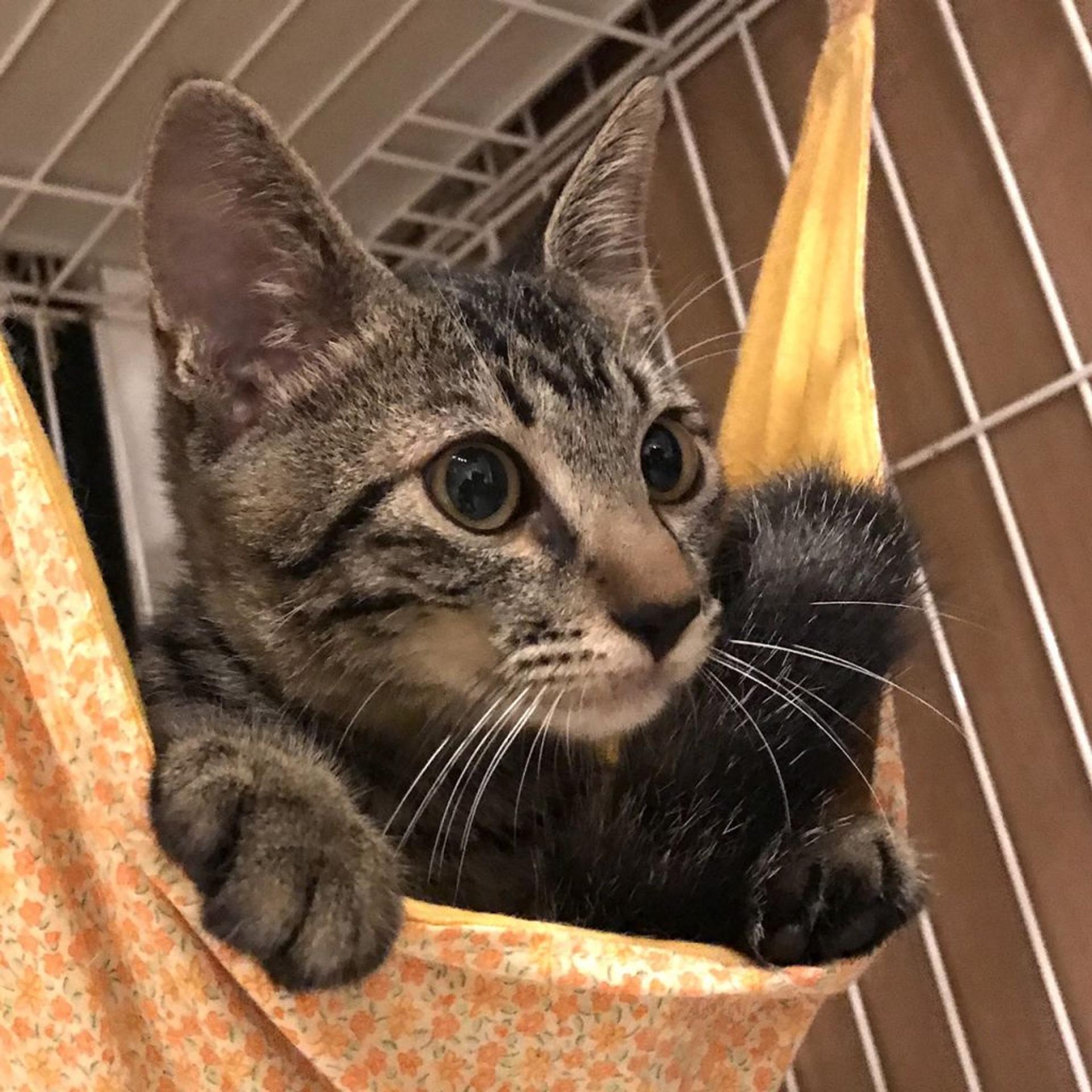pet-image-4