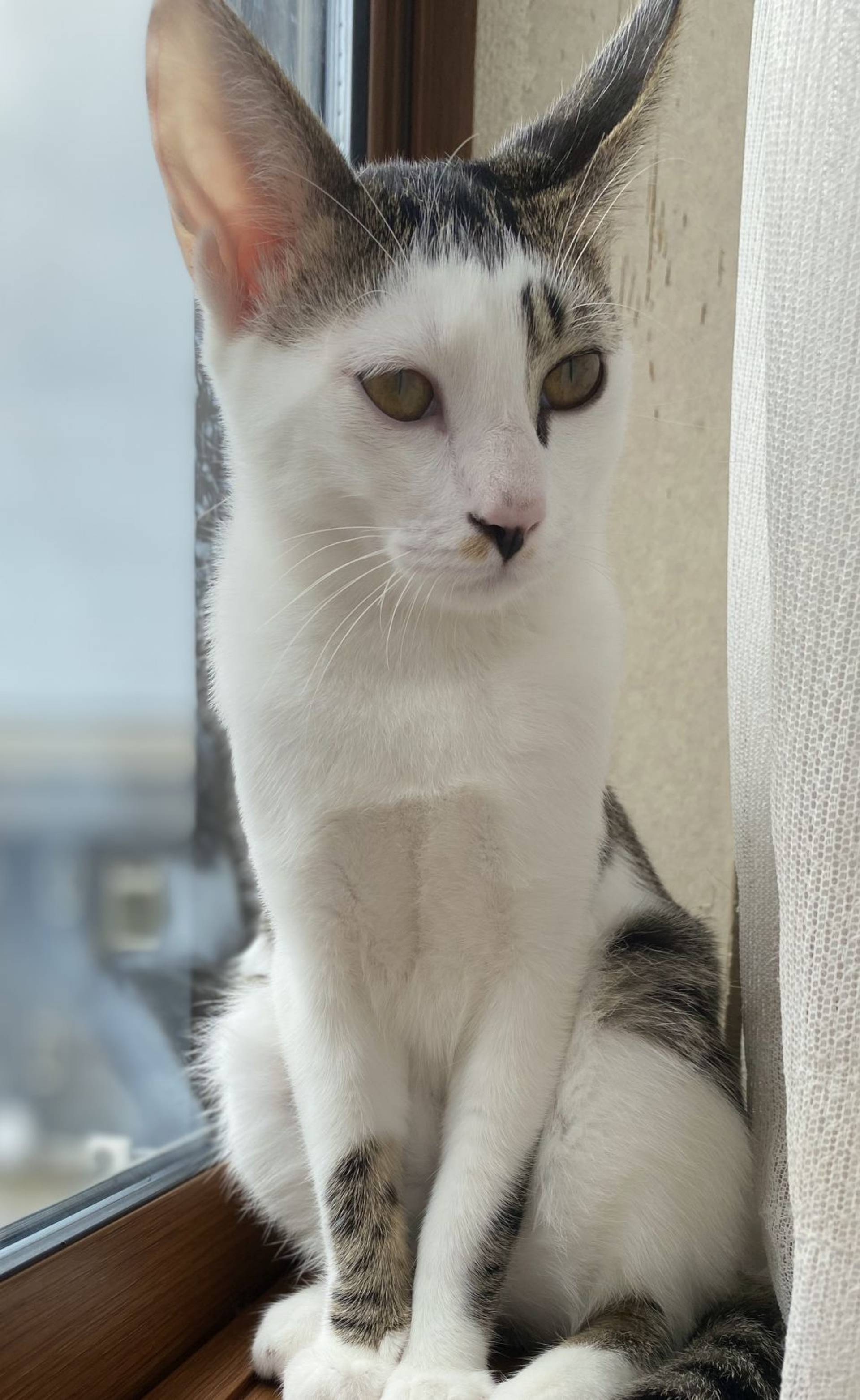 雑種（ミックス猫）・オスの里親募集の写真