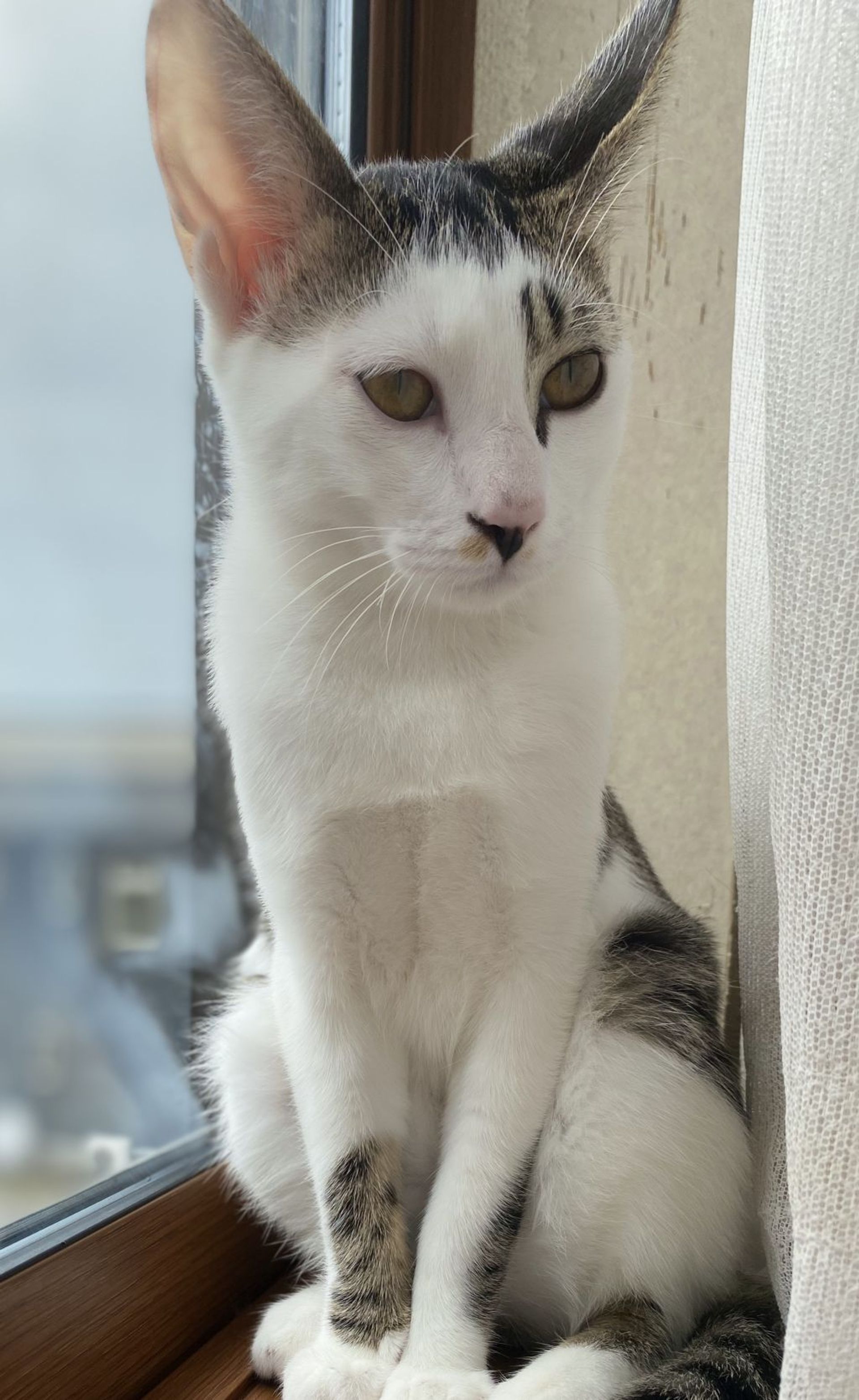 雑種（ミックス猫）・オスの里親募集の写真