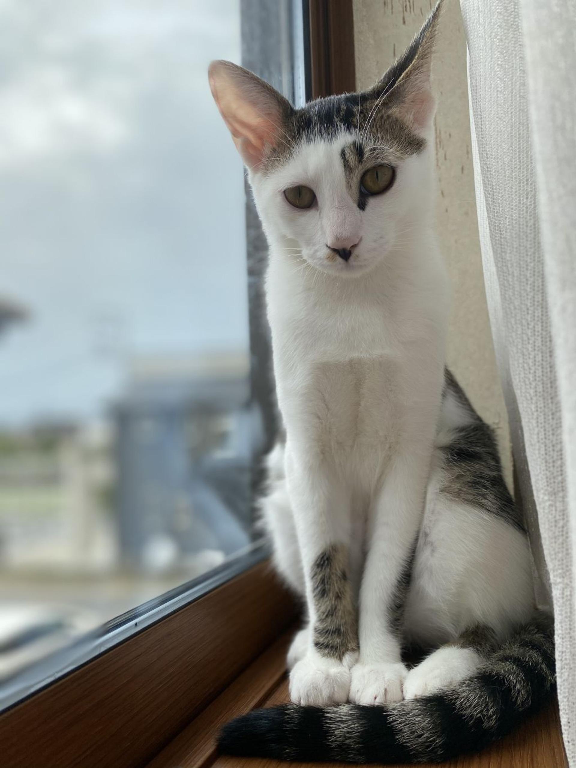 pet-image-2