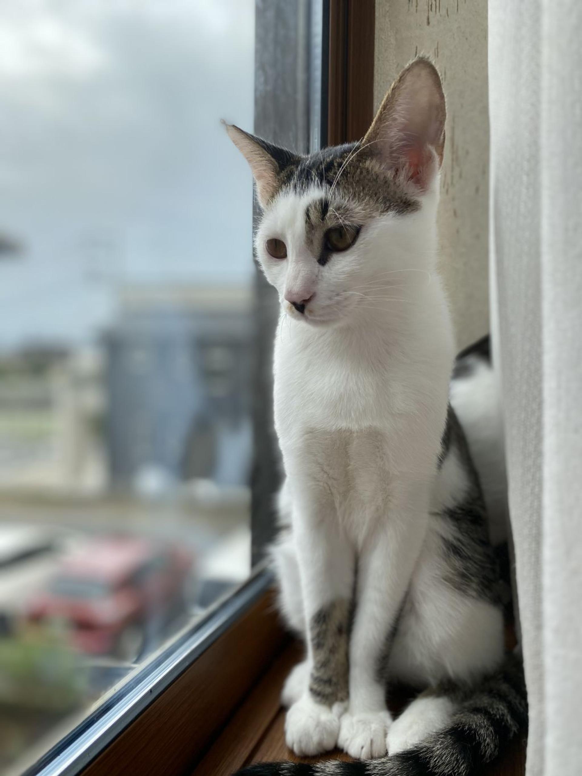 pet-image-3