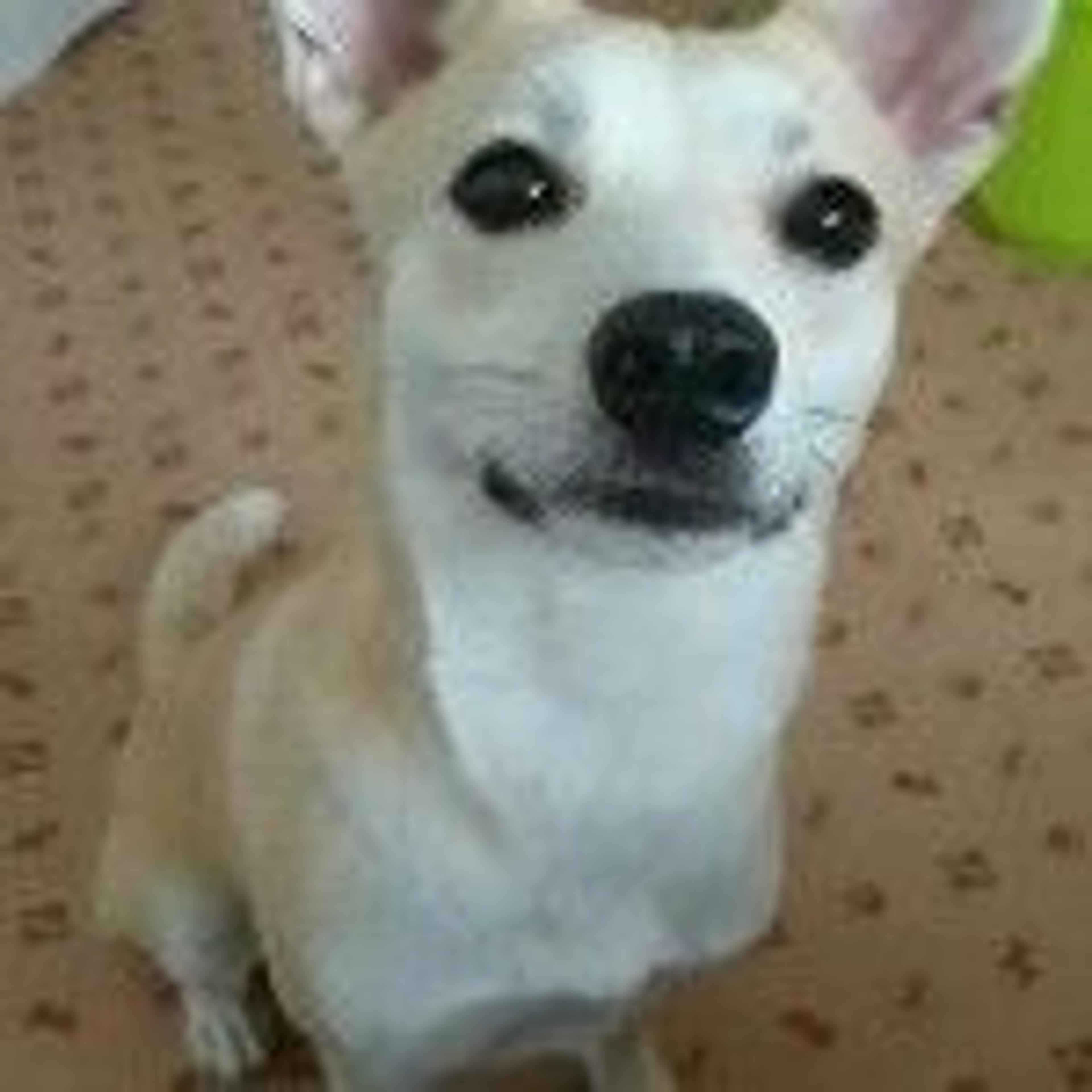 pet-image-2
