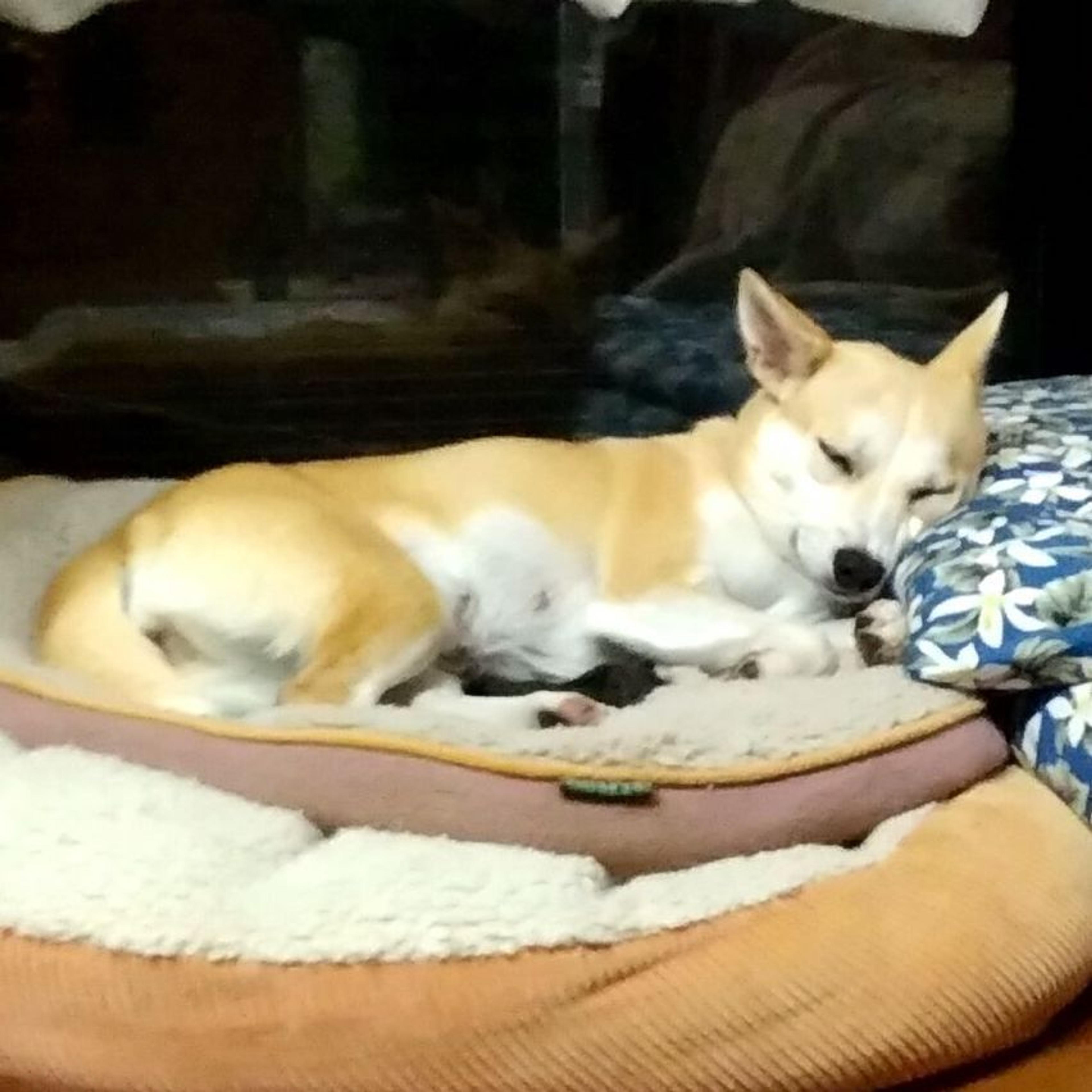 pet-image-3