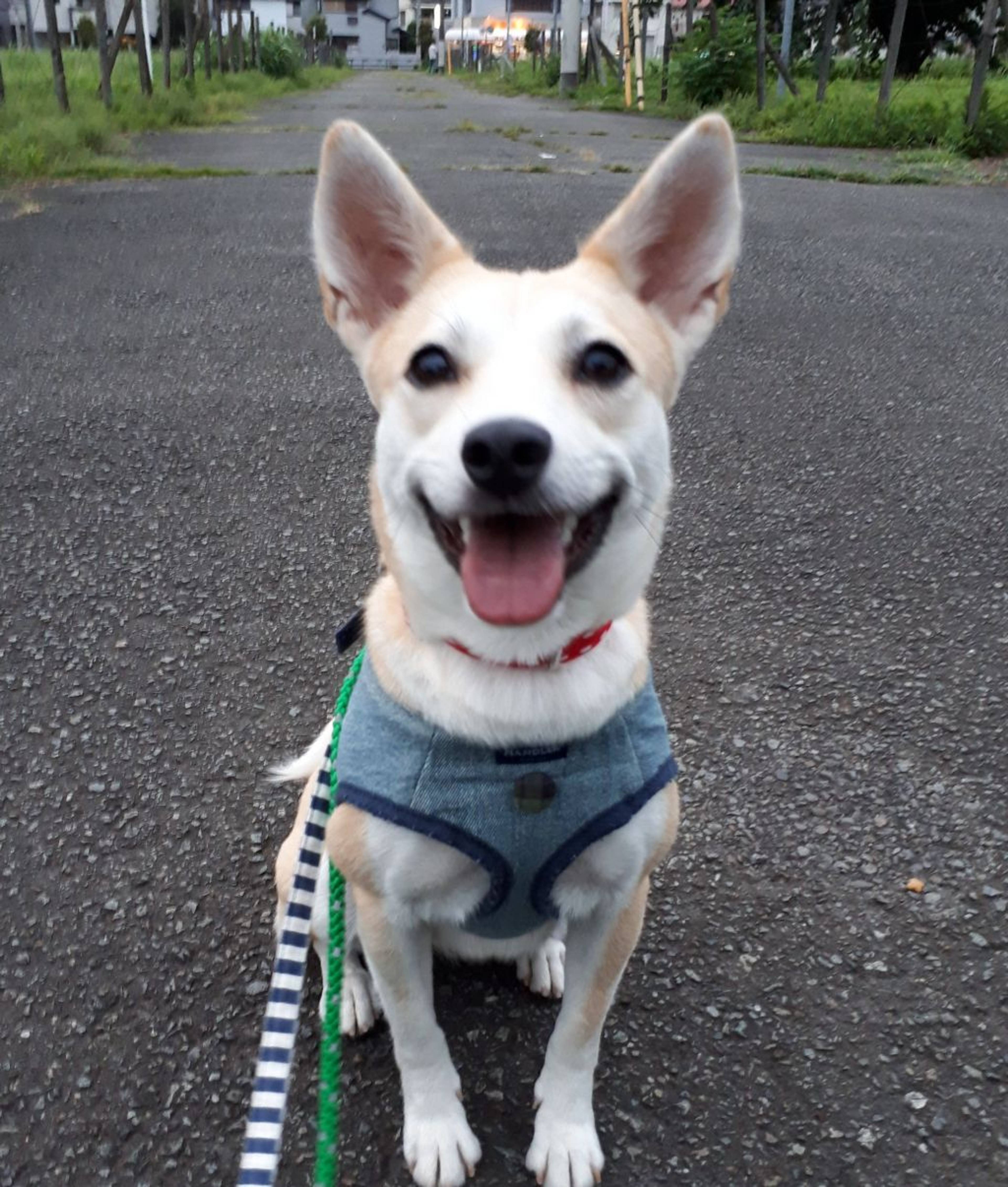 雑種（ミックス犬）・メスの里親募集の写真