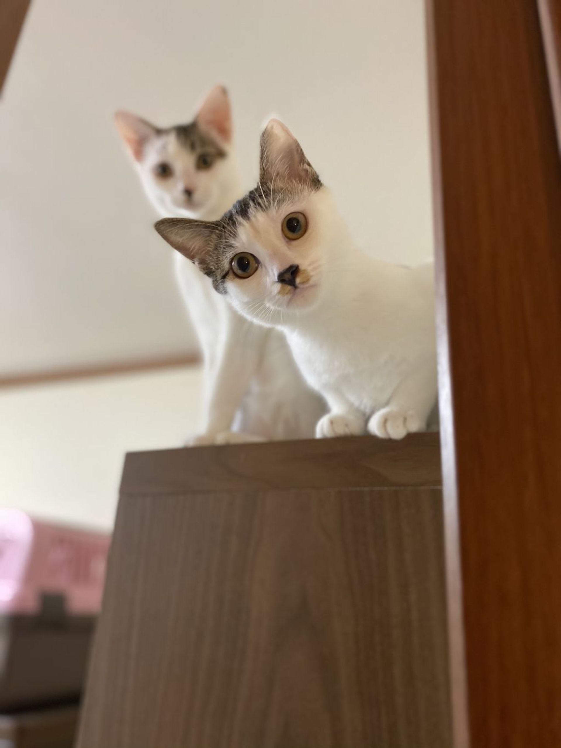 雑種（ミックス猫）・メスの里親募集の写真