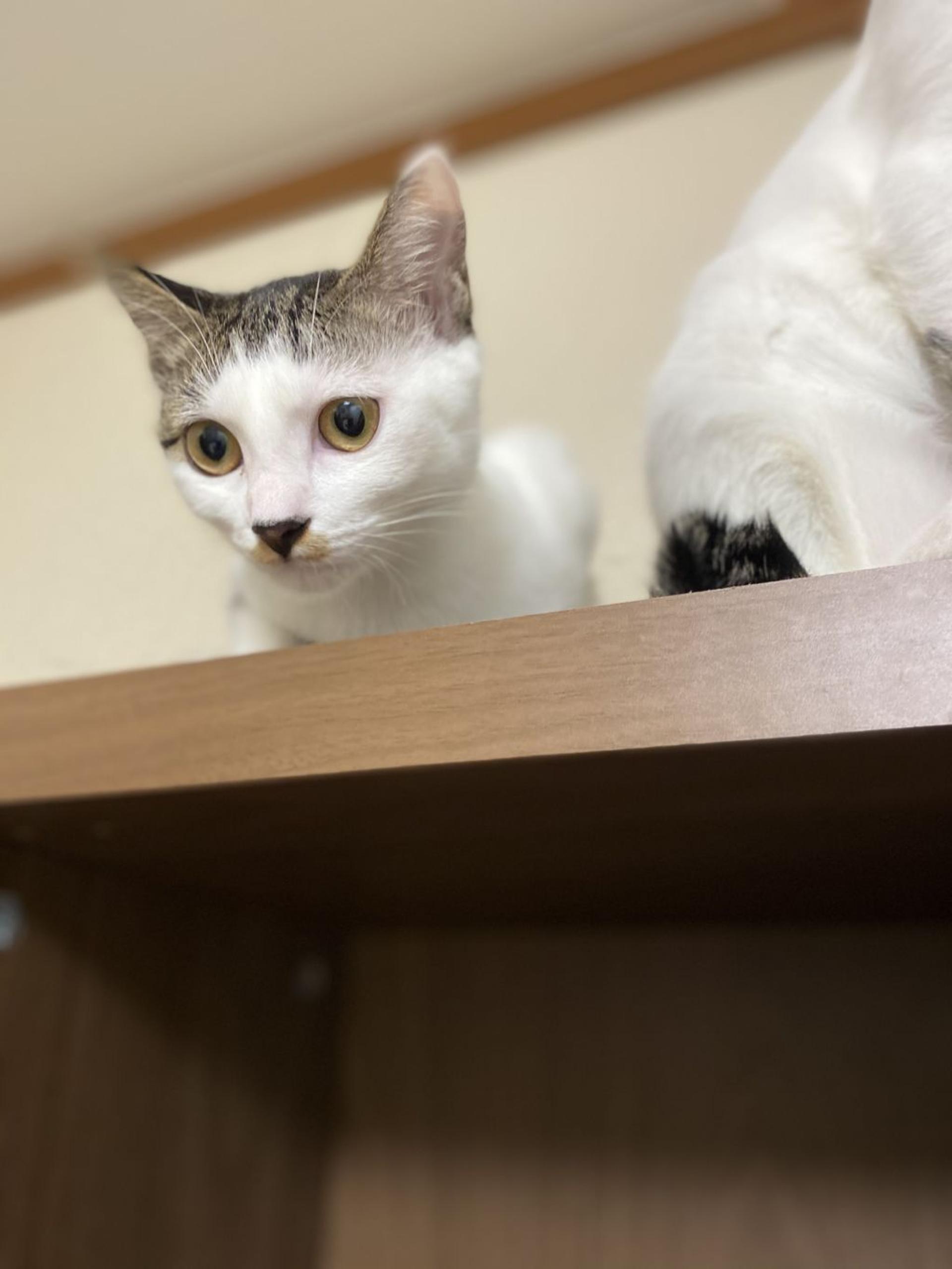 pet-image-2