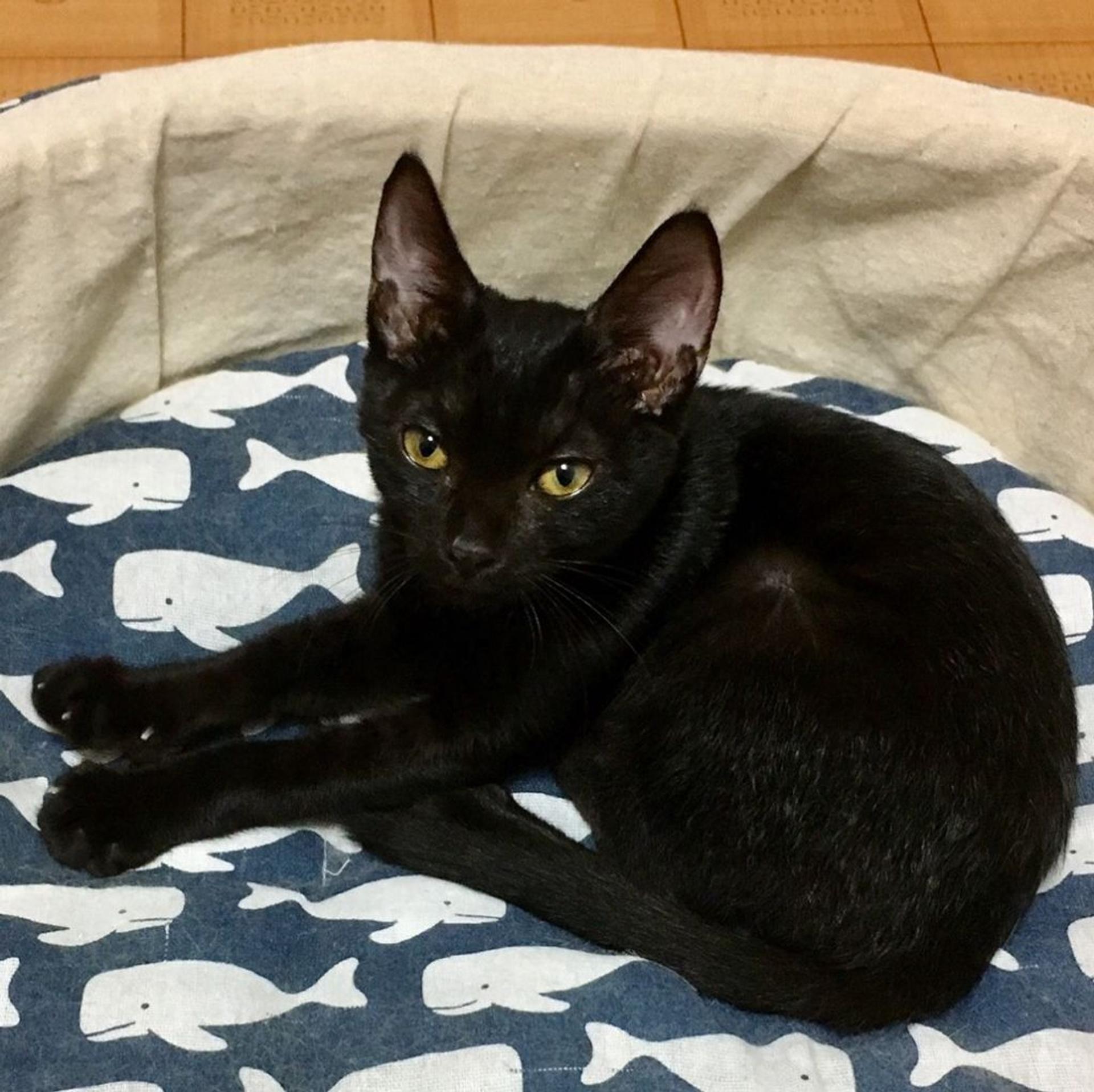 pet-image-2