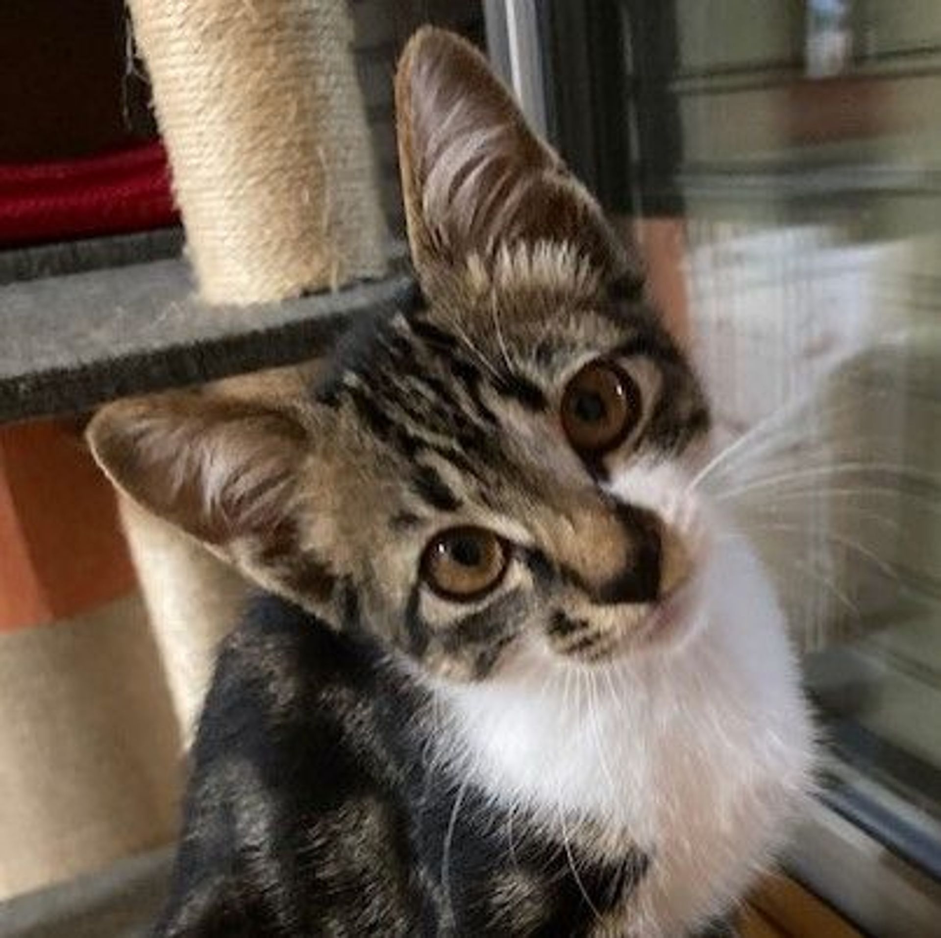 雑種（ミックス猫）・オスの里親募集の写真